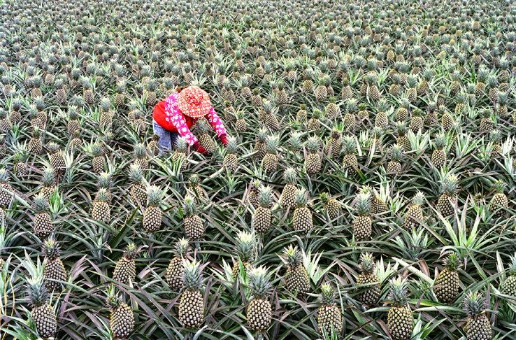 2006 Photography Competition Selective Choice Lin, Jiao-rong - Scenery of Pineapple Yard小圖