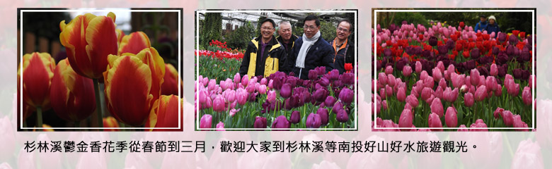杉林溪鬱金香花季從春節到三月，歡迎大家到杉林溪等南投好山好水旅遊觀光。