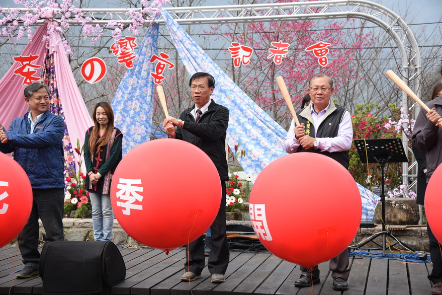 圖片-草坪頭櫻花季登場    林縣長邀賞花泡湯