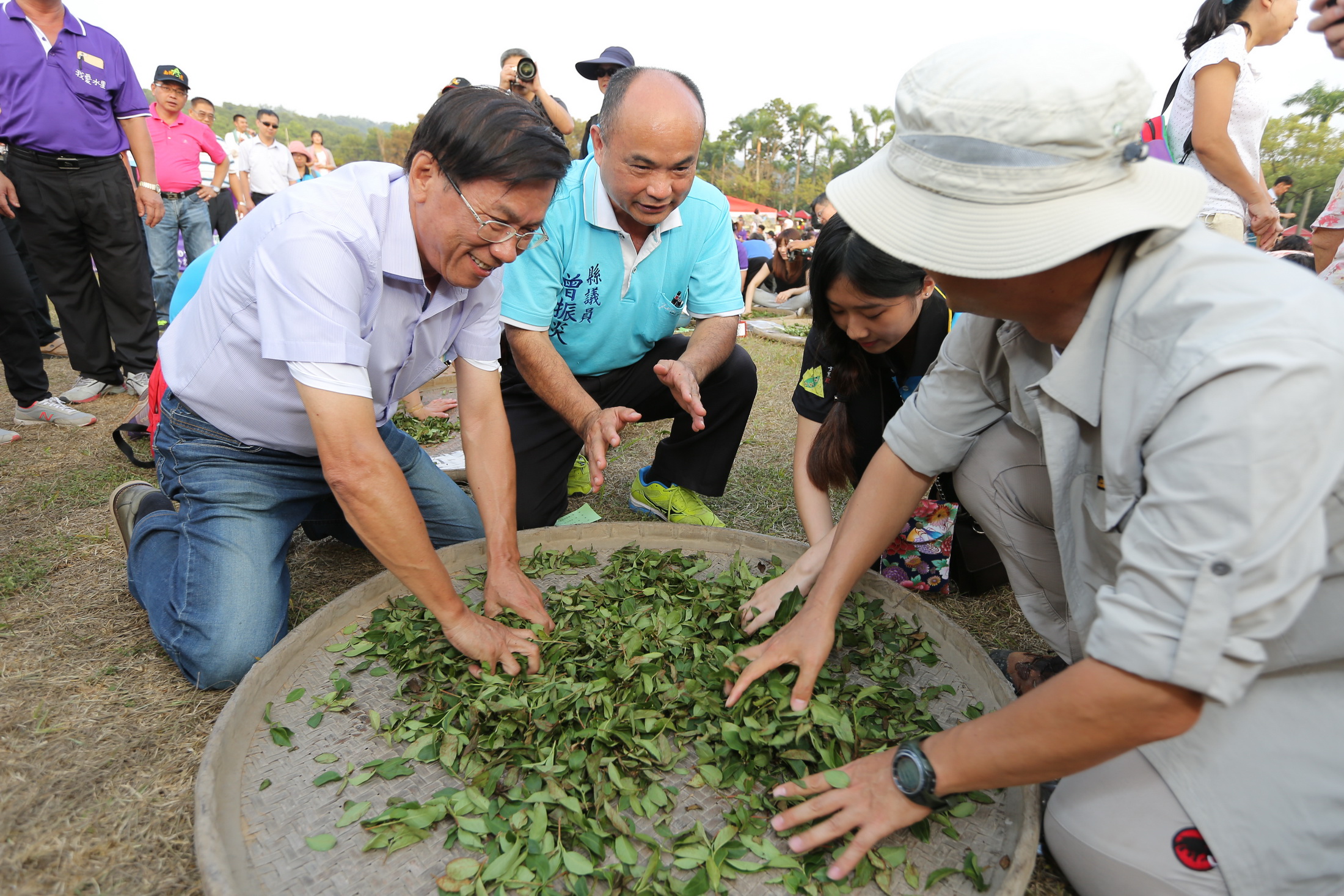 圖片-南投茶博會千人揉茶　國慶日登場