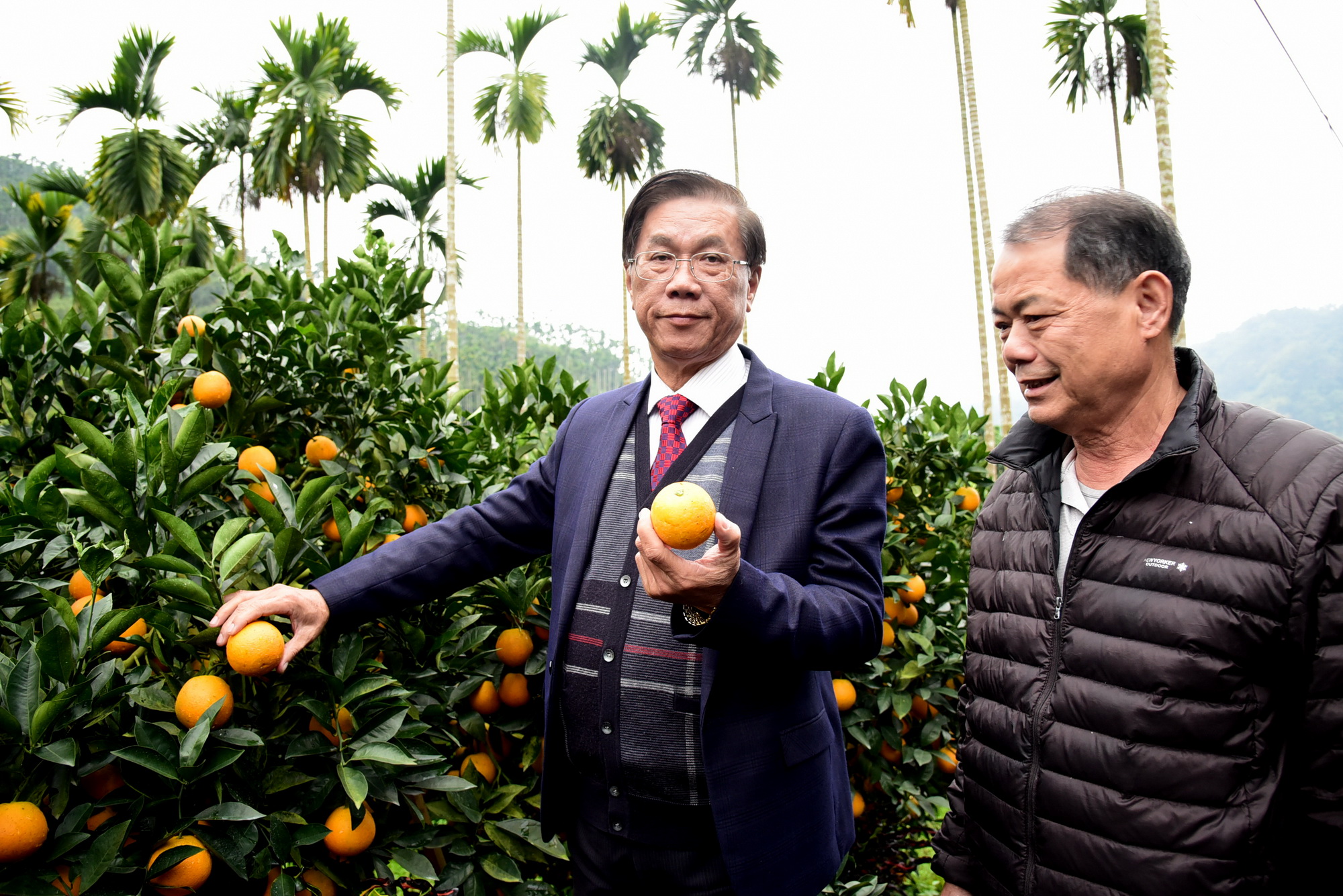 圖片-林縣長關心柳丁盛產滯銷  呼籲國人踴躍購買