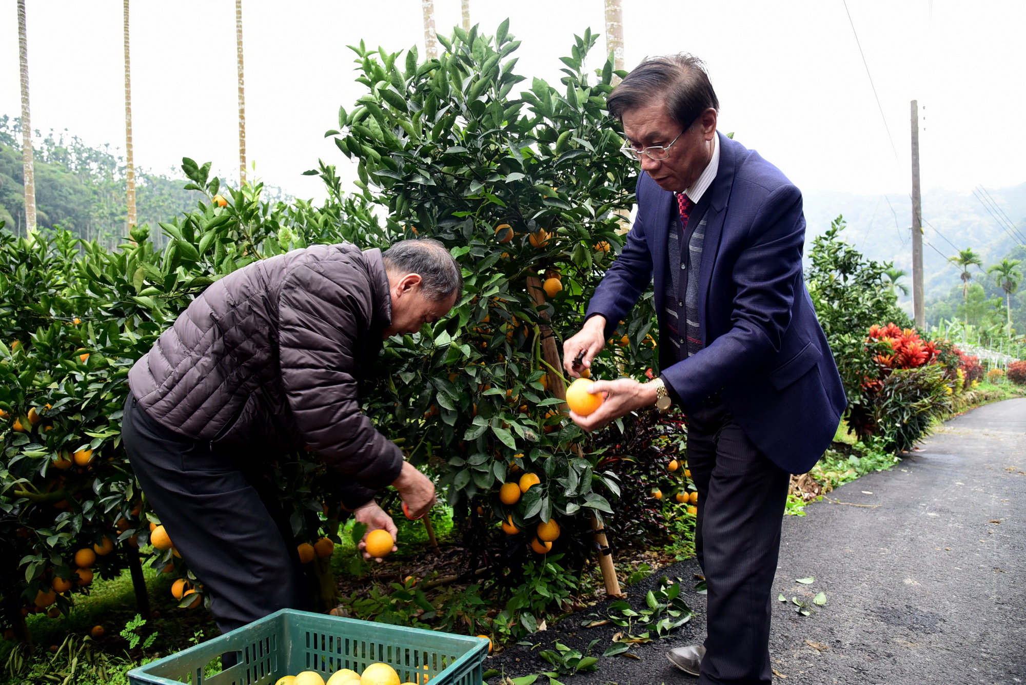 相關圖片2-林縣長關心柳丁盛產滯銷  呼籲國人踴躍購買