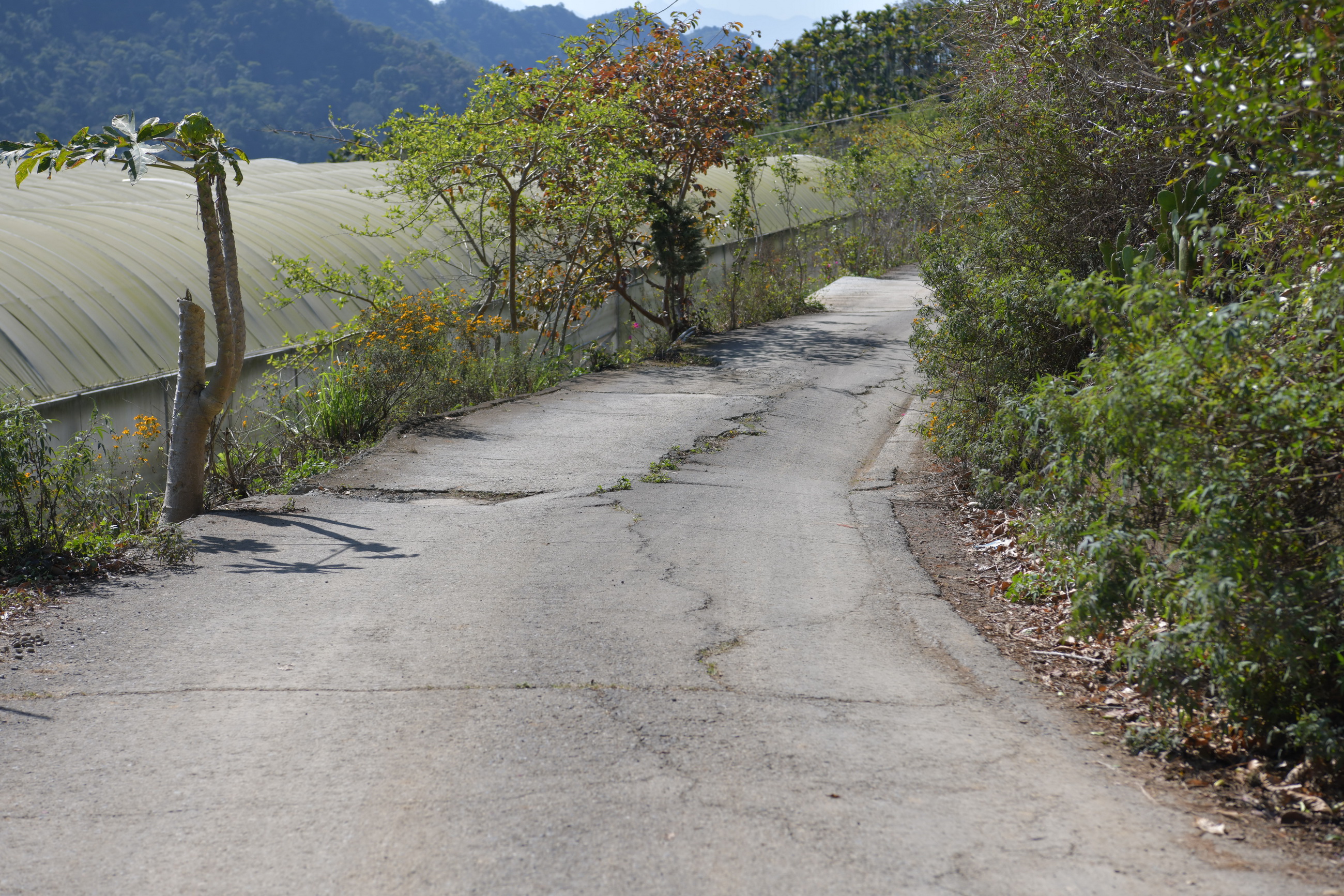 相關圖片2-九份二山產業道路將改善　遊客上山更安全