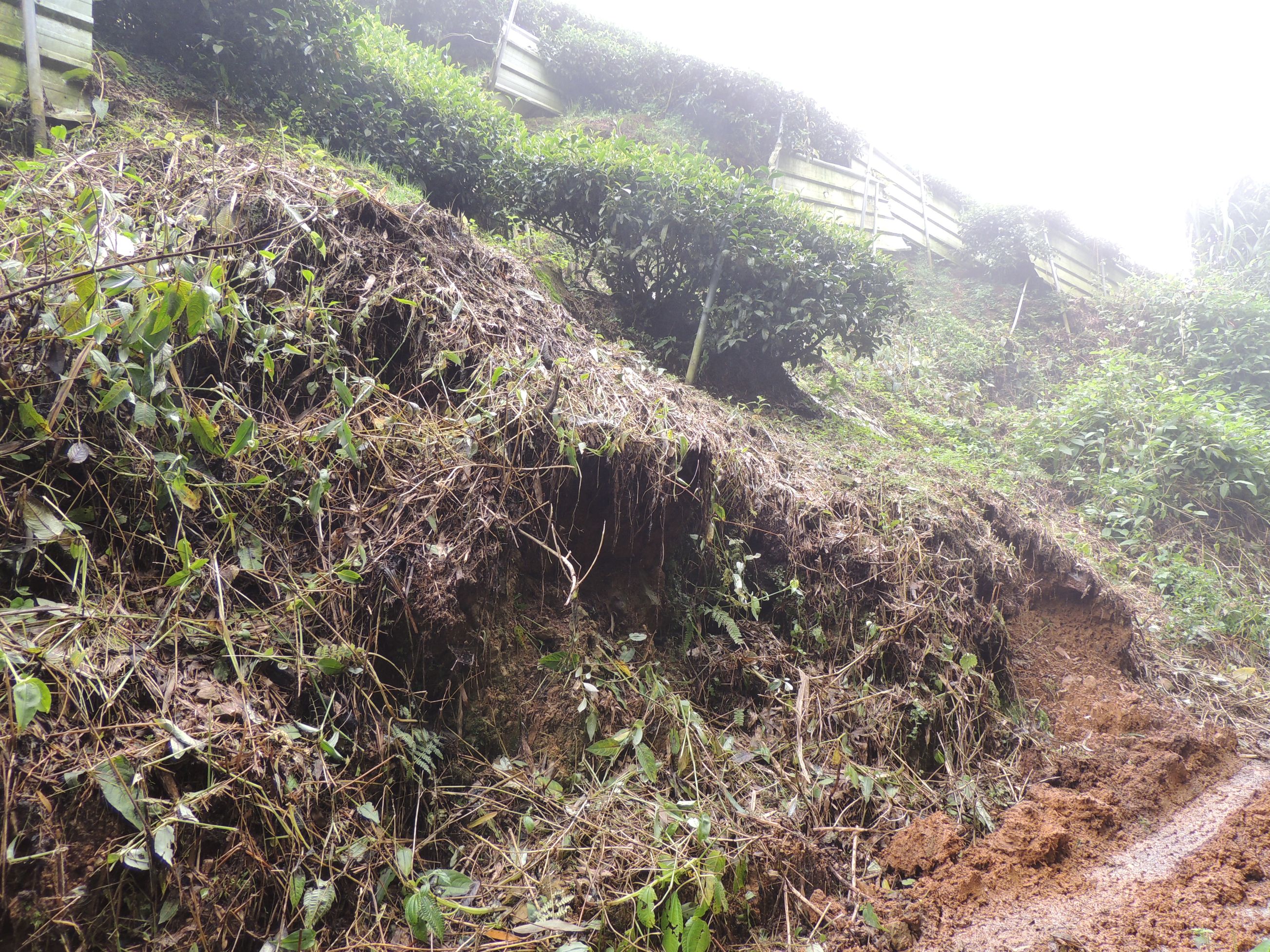 相關圖片2-竹山農路不便民瘼 林縣長、許立委會勘有解