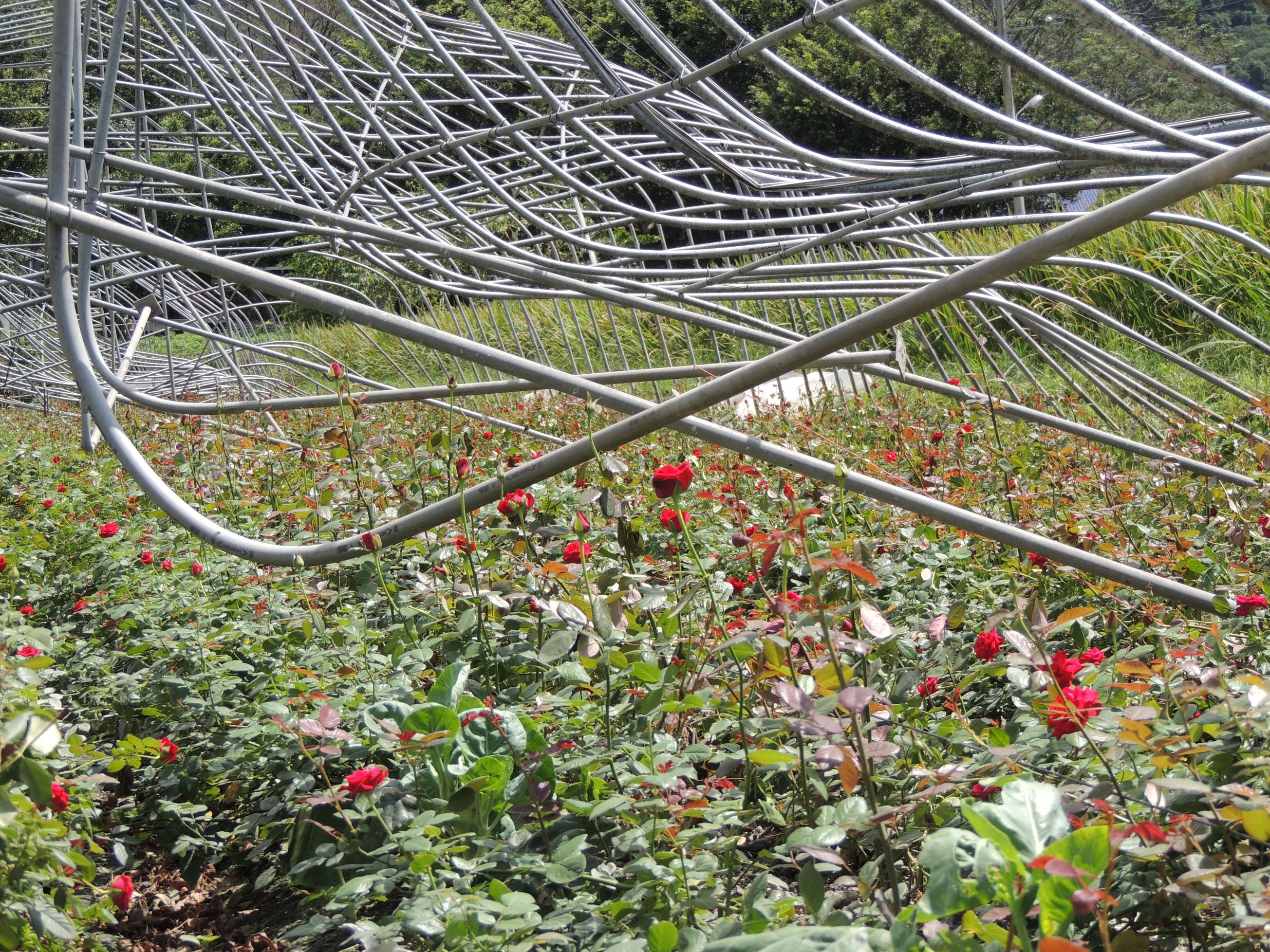 相關圖片1-白鹿農損嚴重 林縣長力爭中央救助