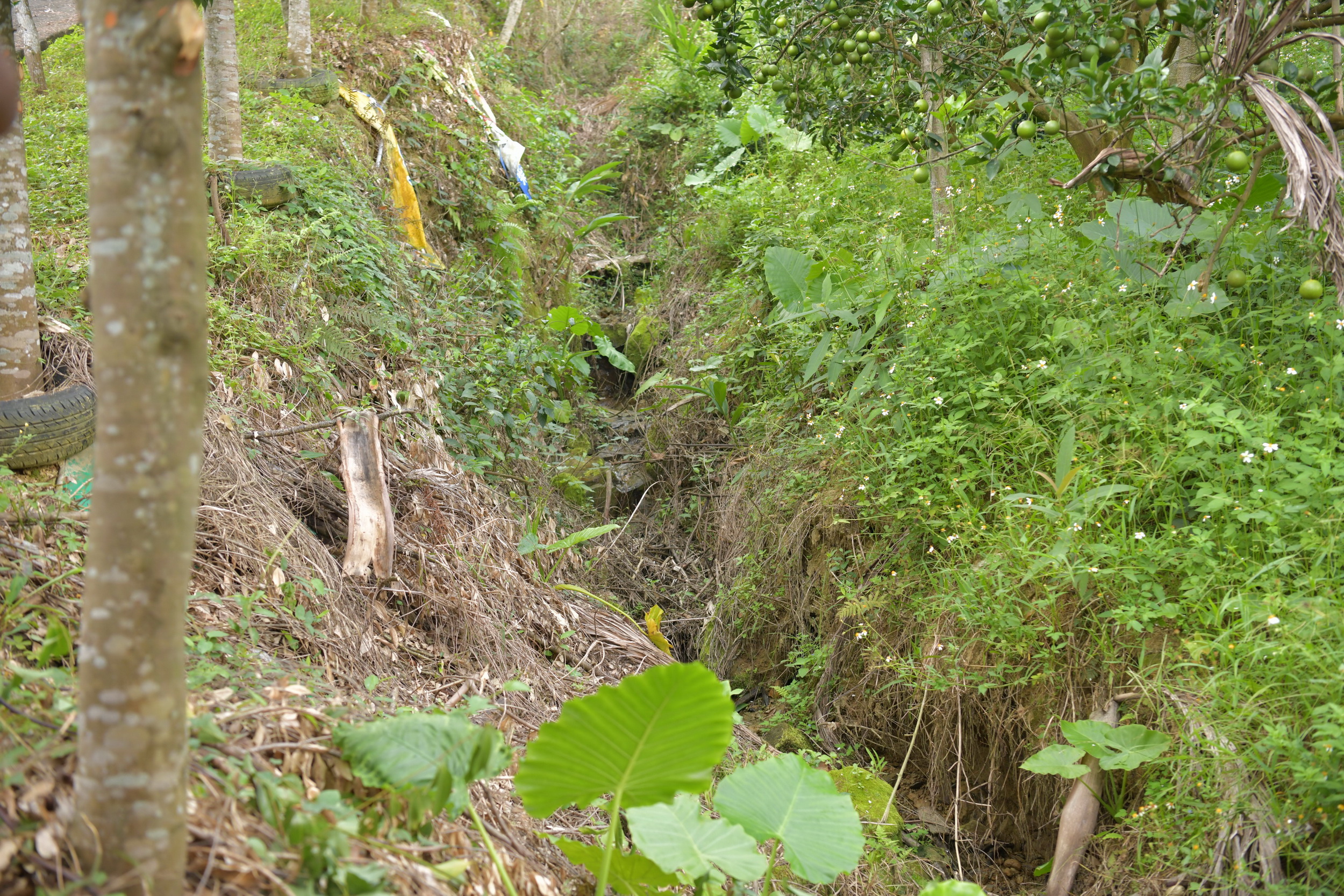 相關圖片1-縣府將花費470萬元　修繕中寮鄉道農路及排水