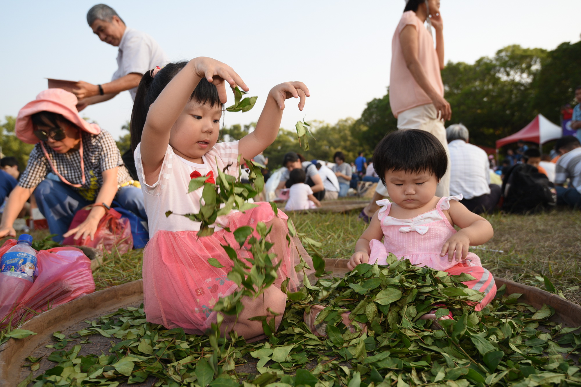 相關圖片3-茶博會千人揉茶　揉出濃情密意