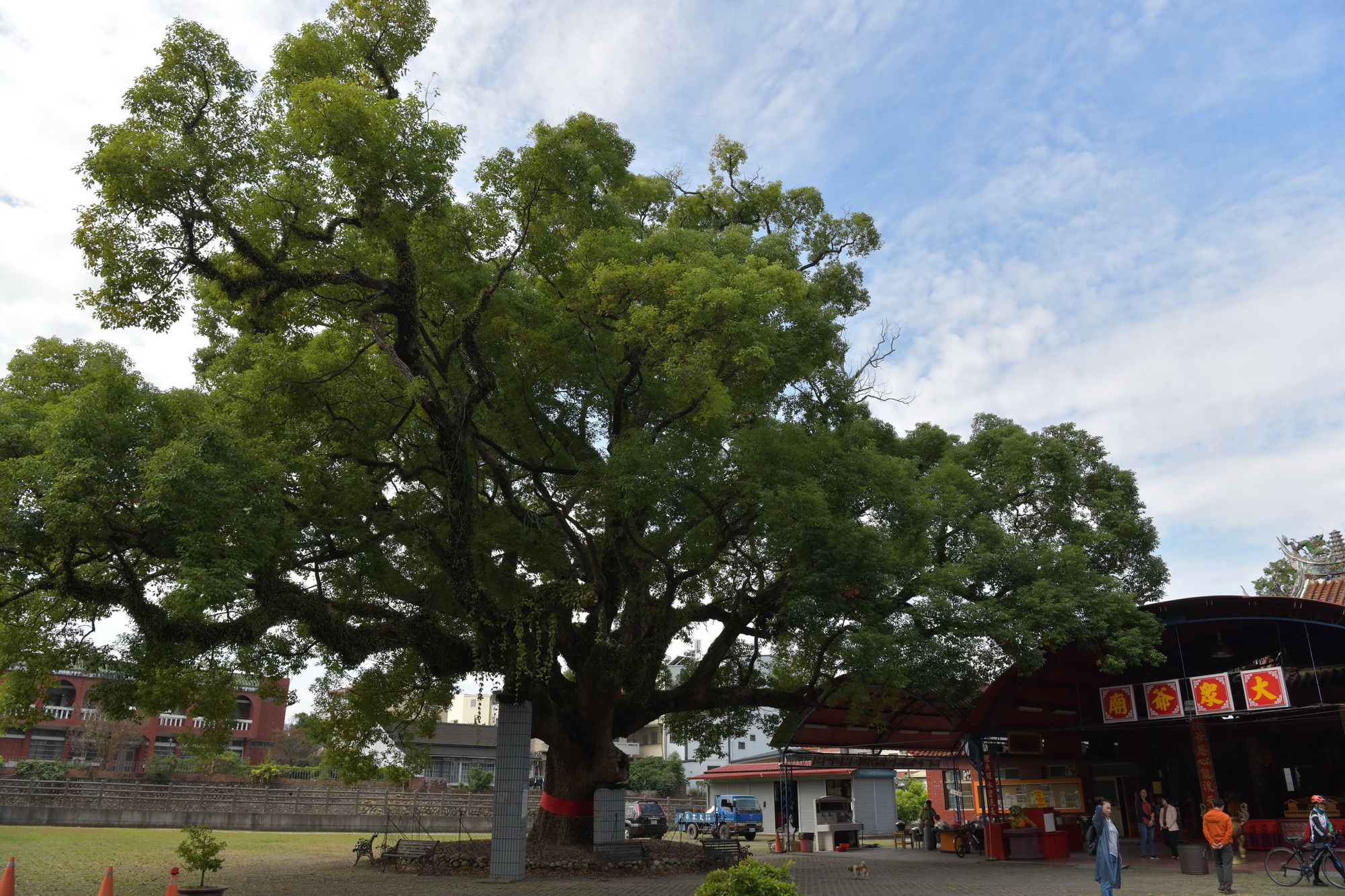相關圖片1-集集亮點觀光環境計畫　改善大樟樹及火車站周邊環境