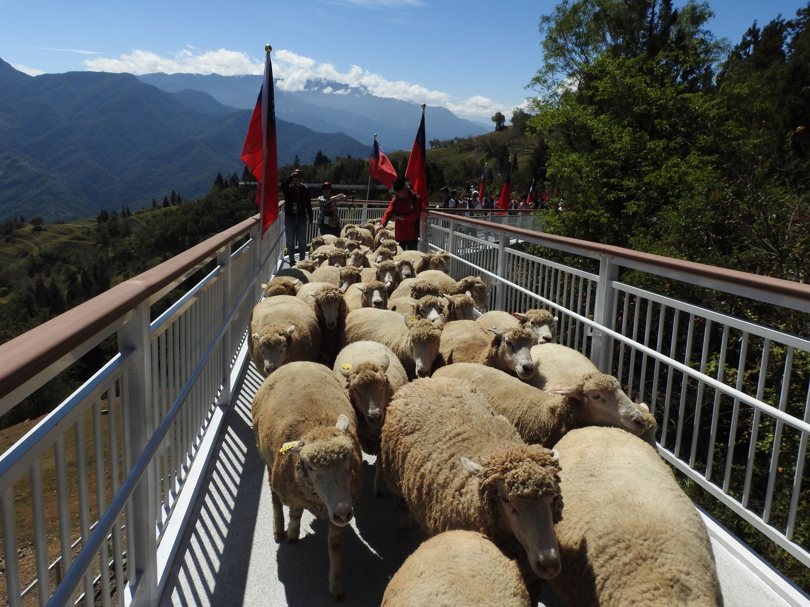 相關圖片2-清境高空觀景步道二期開幕  羊羊喜氣領頭、國旗「一路發」