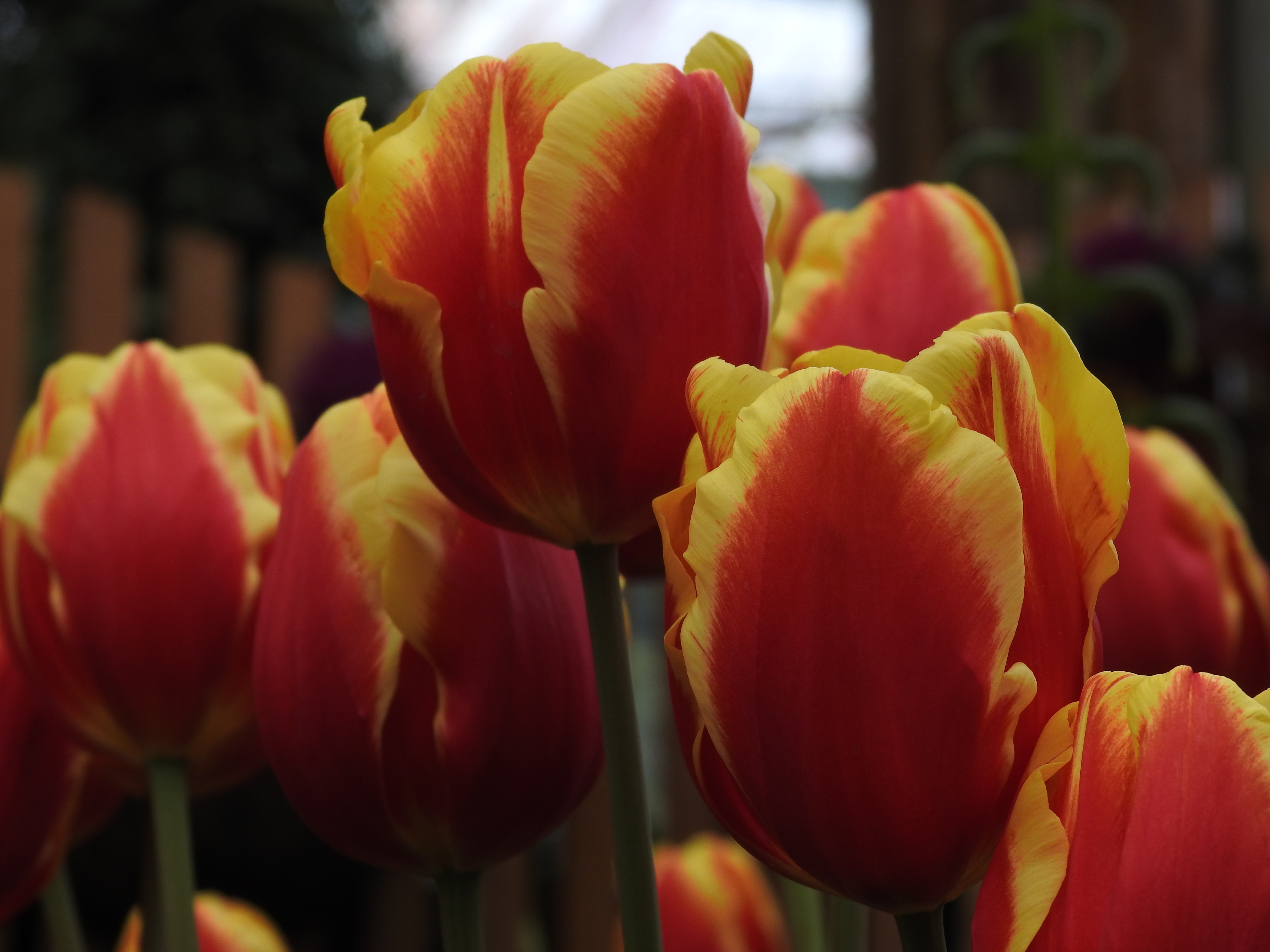 相關圖片3-杉林溪春曉花季接二連三美不勝收 林縣長帶頭體驗遊賞籲防疫走出戶外最健康