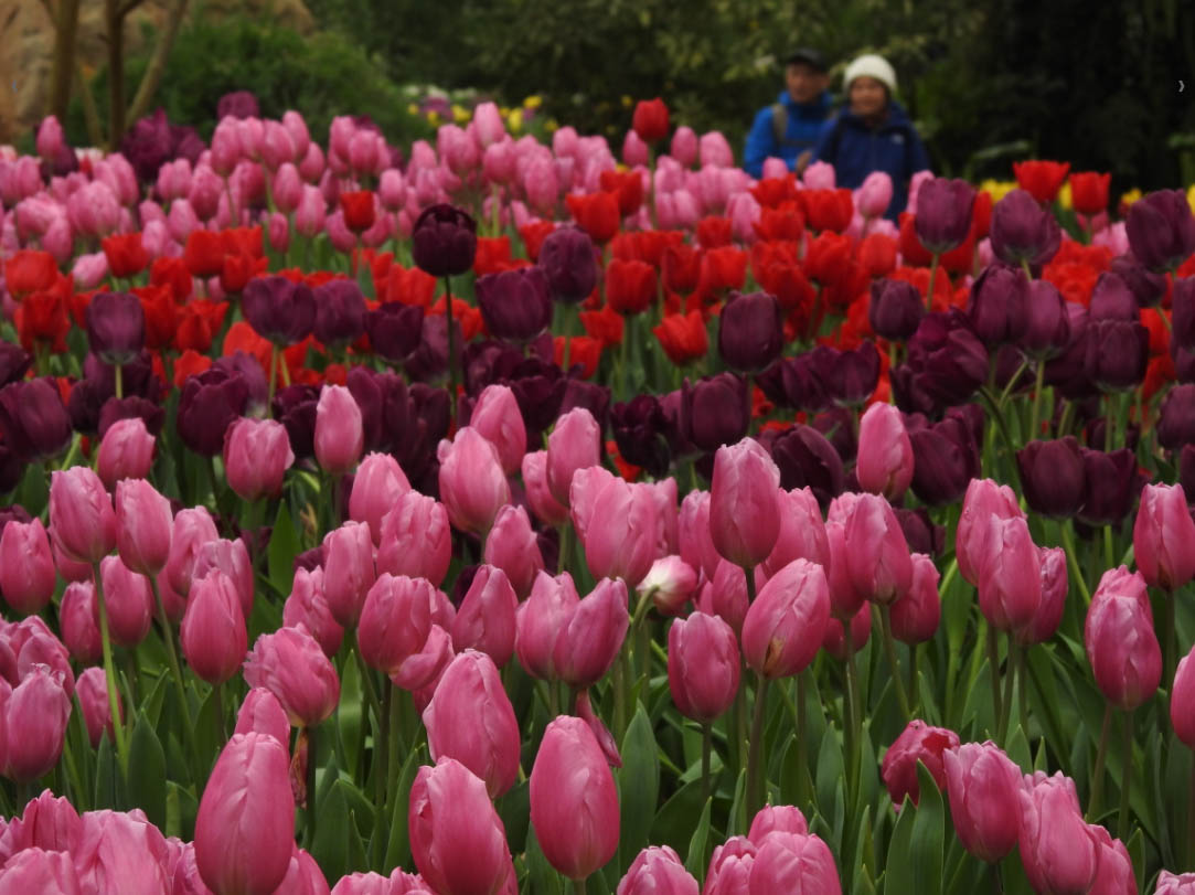 other image1-Spring at Sun-Link-Sea: the flower season was wonderful. Magistrate Lin advised people to take a break in the outdoor venue to relieve the stress of disease control (Feb. 12)