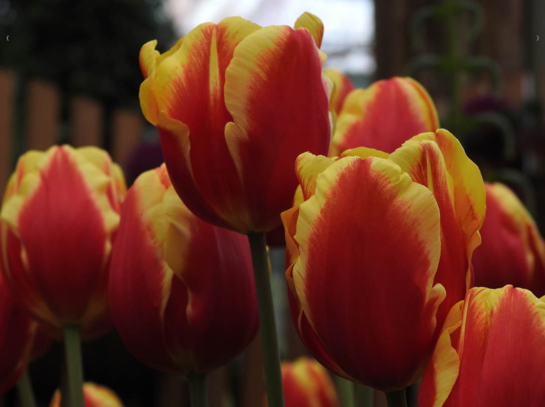 other image3-Spring at Sun-Link-Sea: the flower season was wonderful. Magistrate Lin advised people to take a break in the outdoor venue to relieve the stress of disease control (Feb. 12)