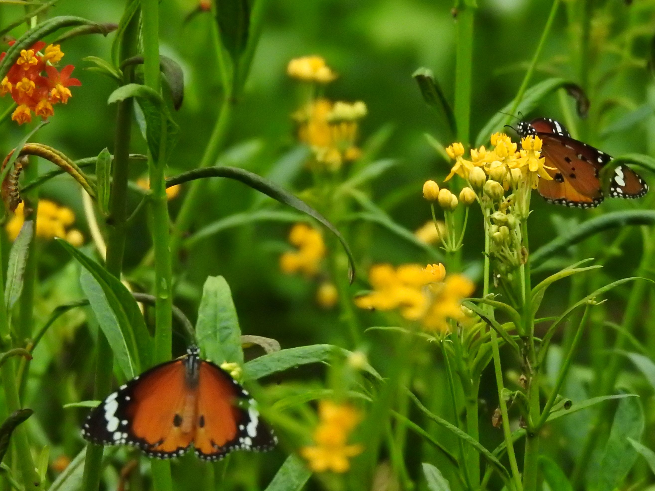 相關圖片2-「台一」蝴蝶迷宮啟用  林縣長：埔里蝴蝶王國再現風華
