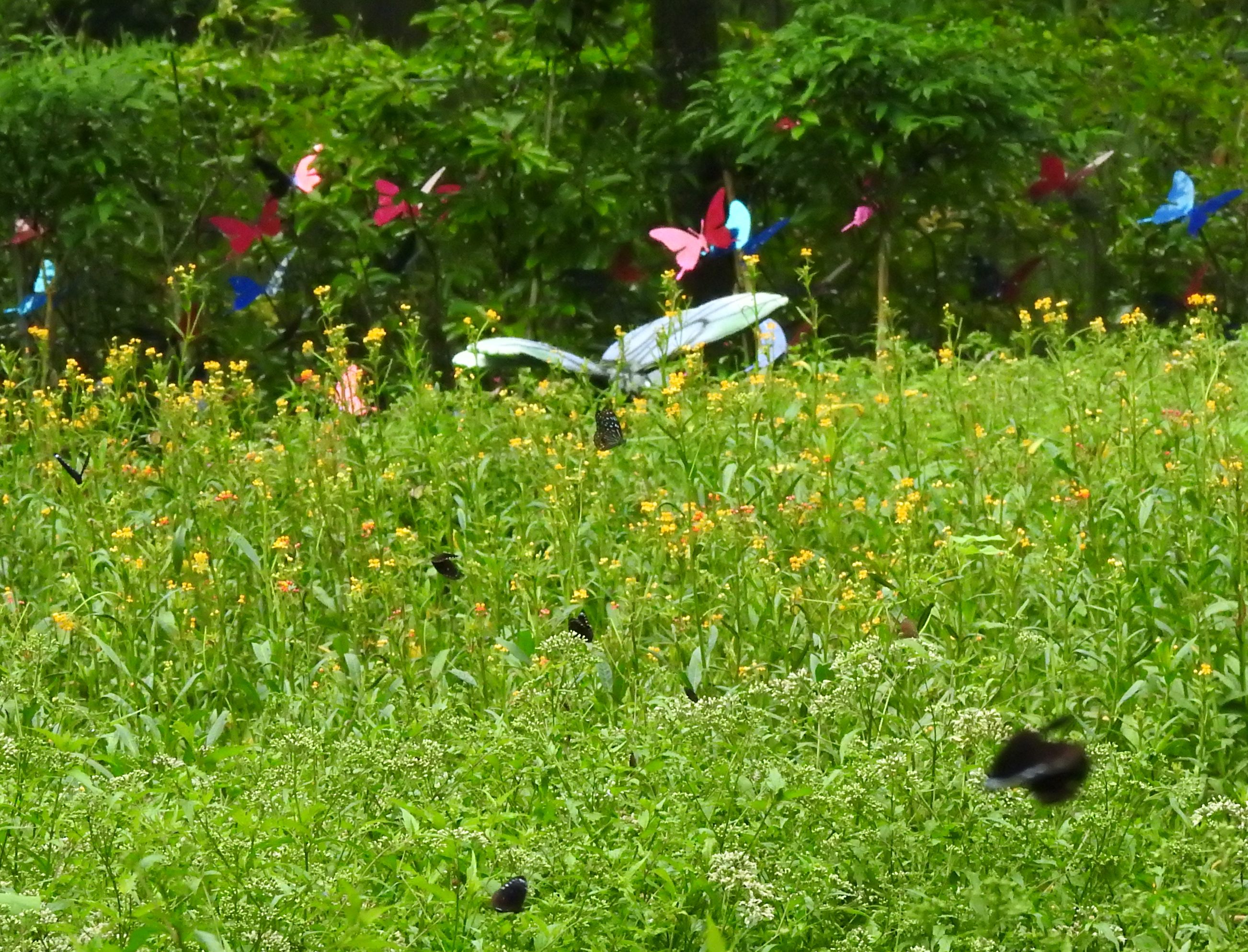 相關圖片4-「台一」蝴蝶迷宮啟用  林縣長：埔里蝴蝶王國再現風華