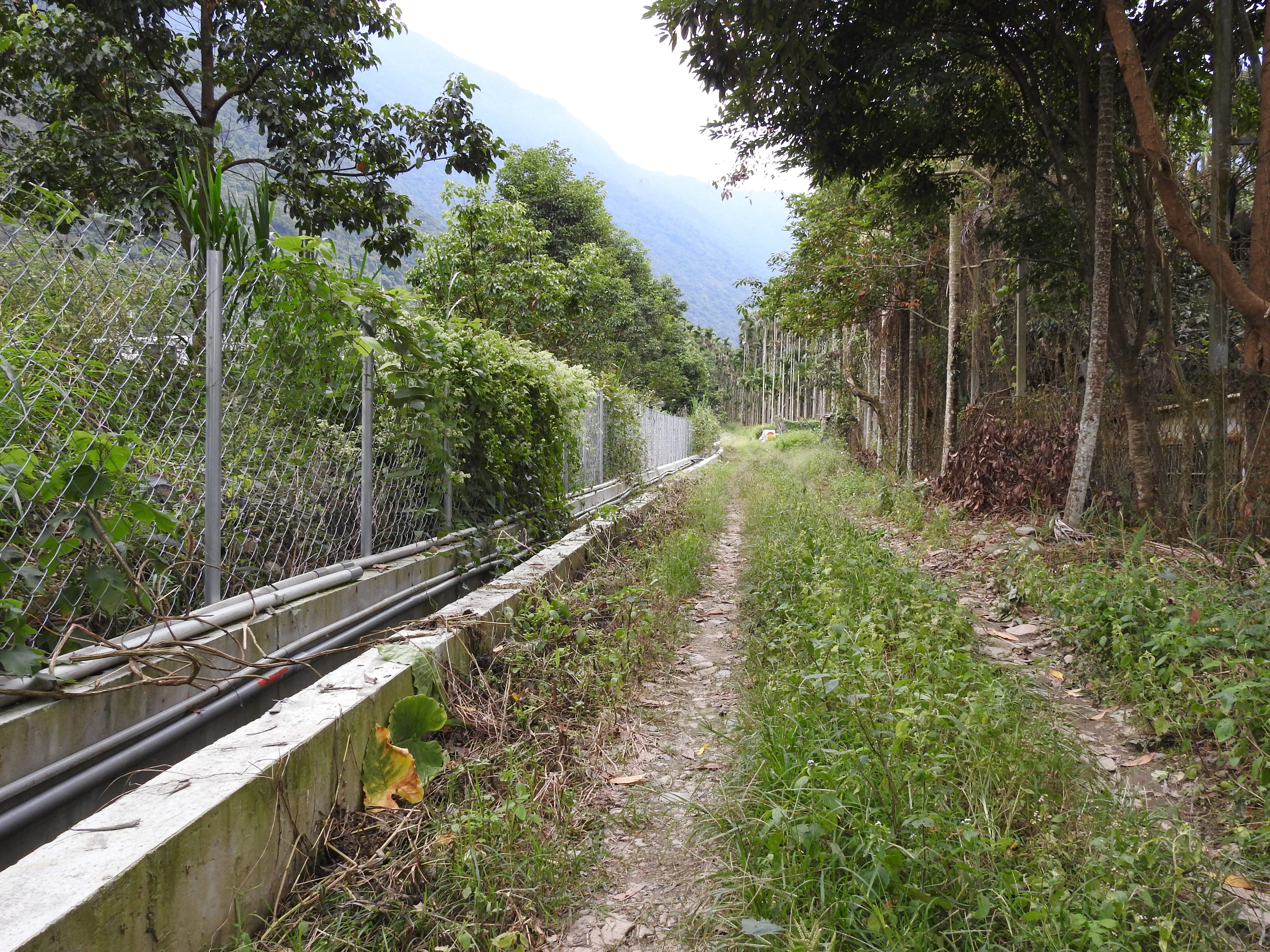 相關圖片4-魚池鄉東光村農路難行 林縣長會勘改善