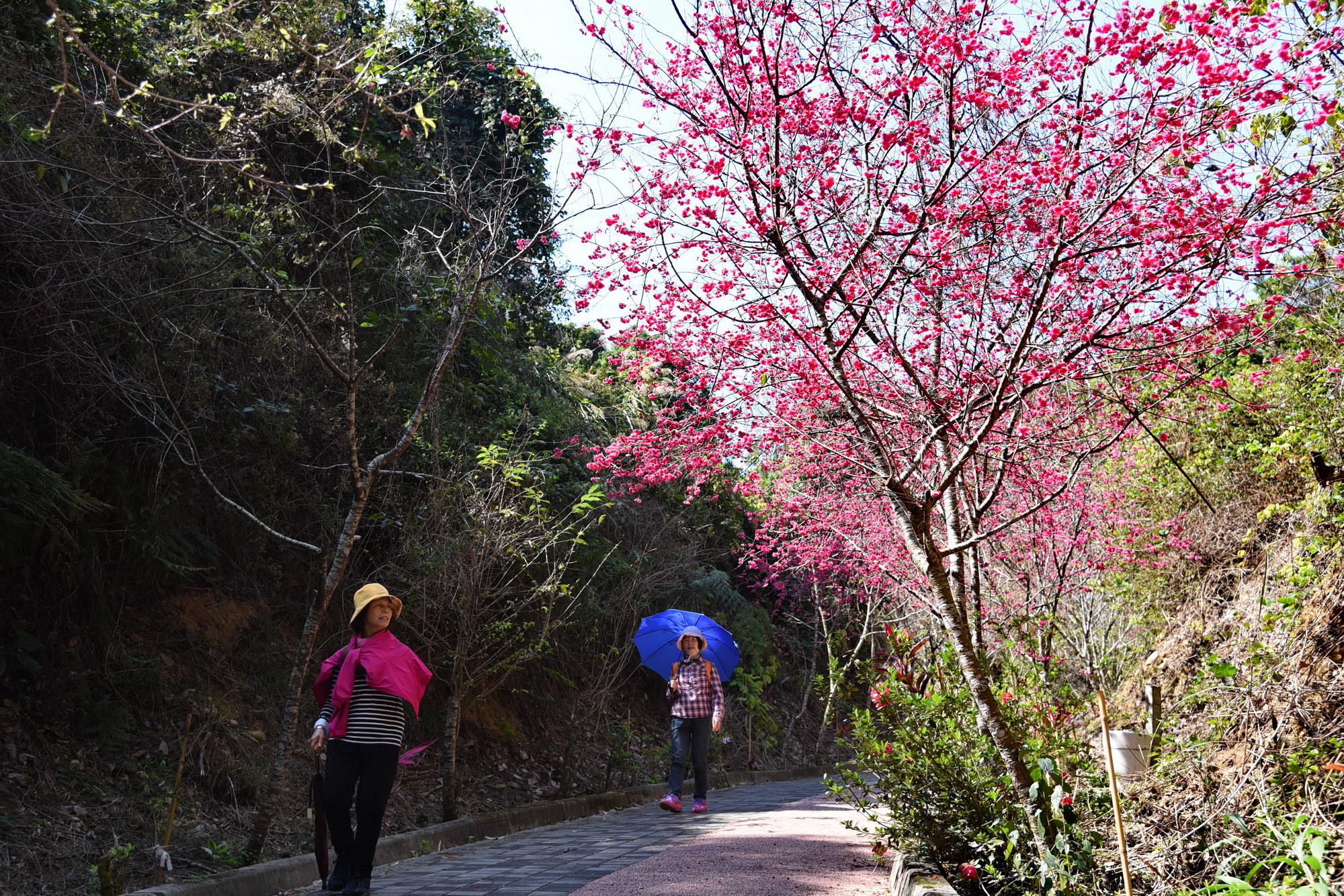 圖片-南投市撼龍步道櫻花盛開  林縣長鼓勵健行賞花