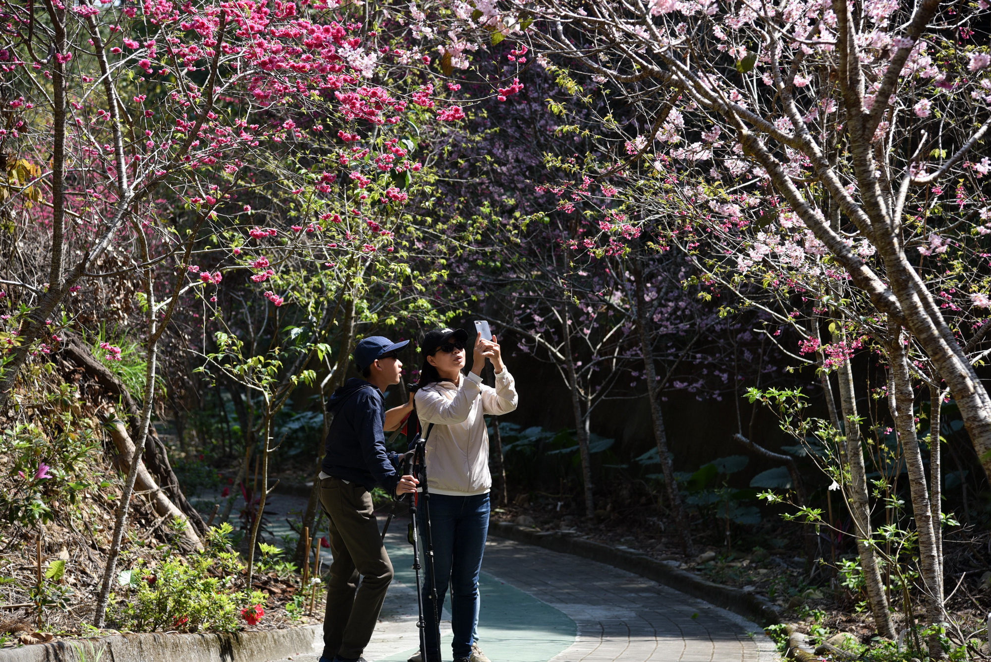 相關圖片1-南投市撼龍步道櫻花盛開  林縣長鼓勵健行賞花