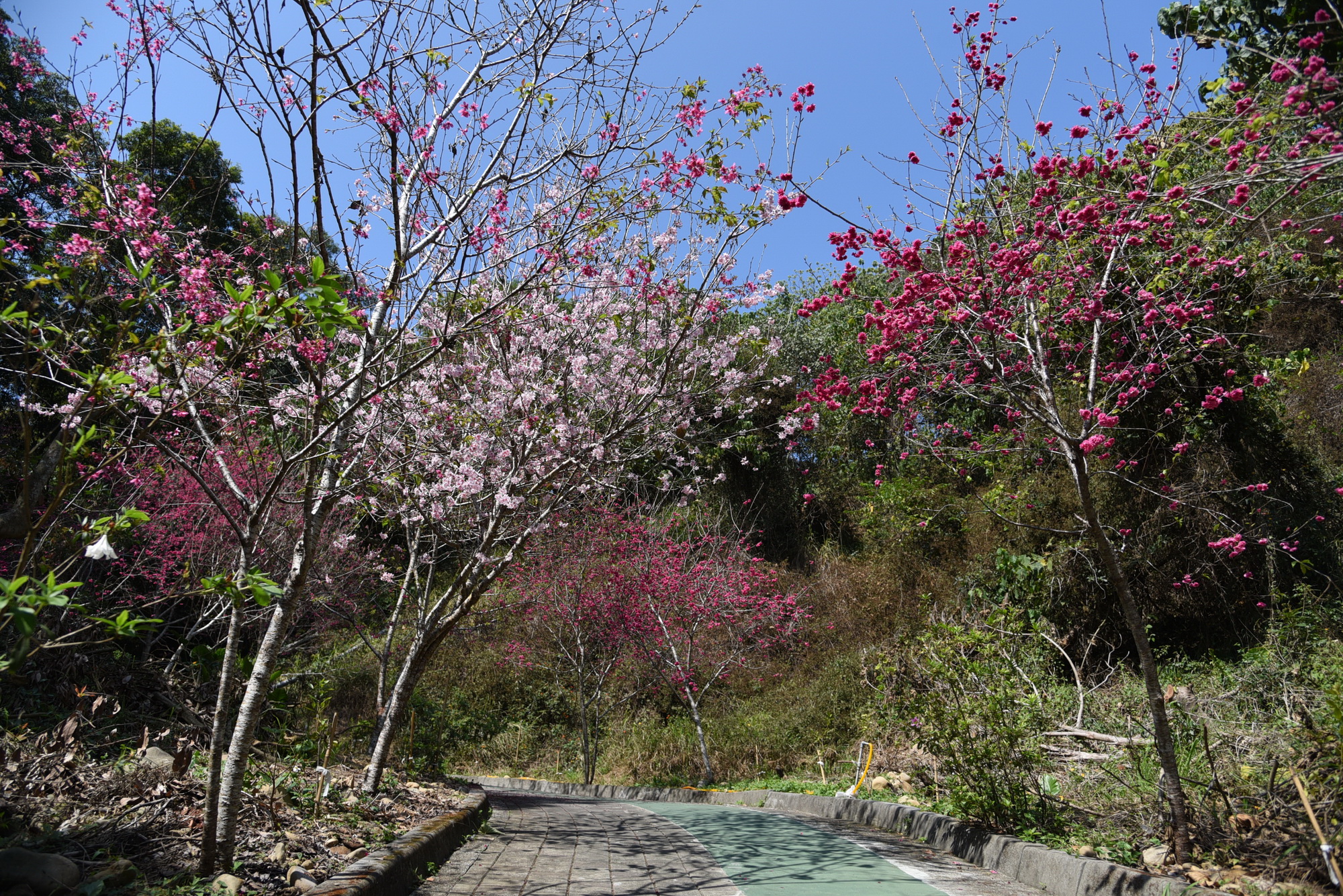 相關圖片2-南投市撼龍步道櫻花盛開  林縣長鼓勵健行賞花