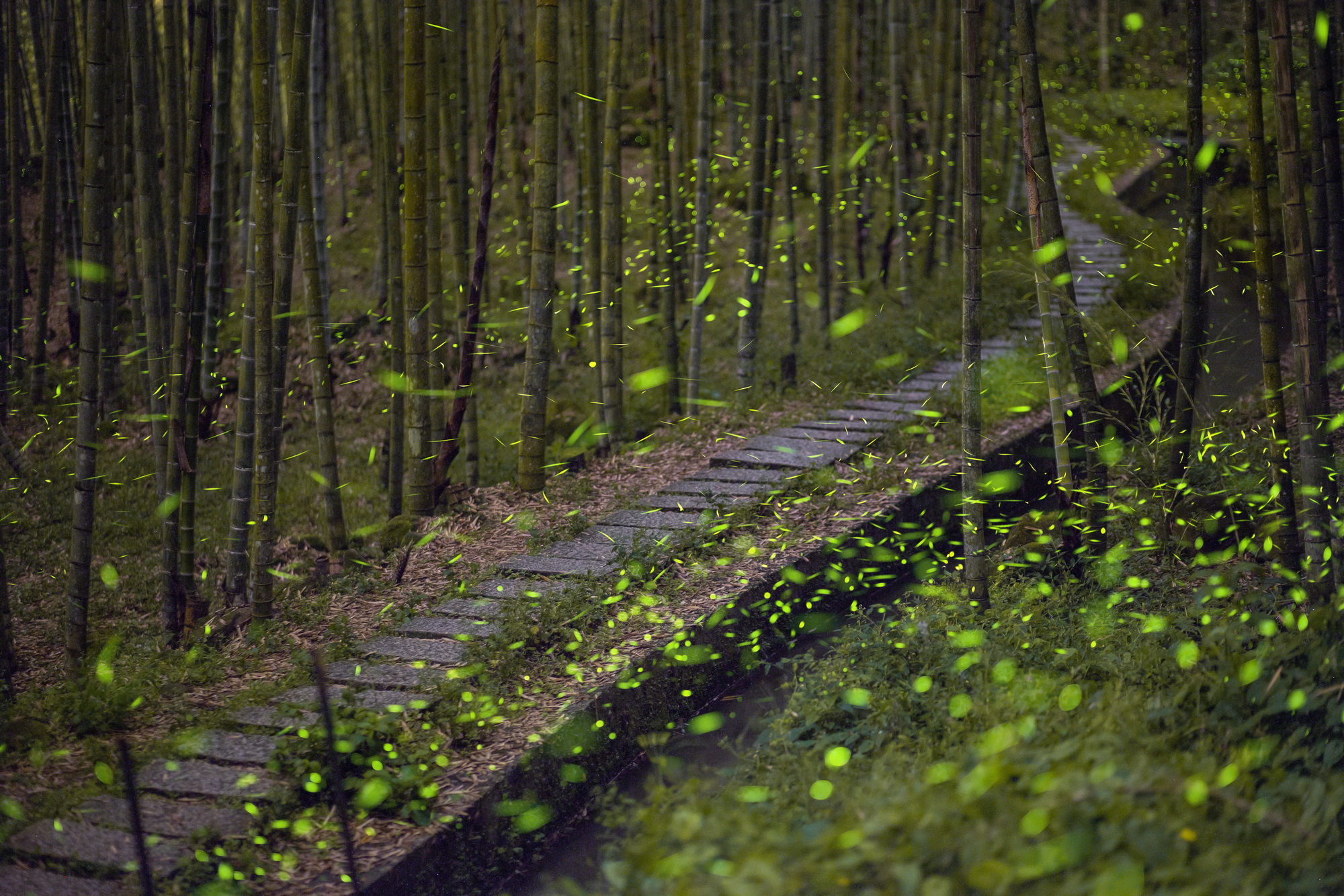 相關圖片4-挑竹古道與螢饗宴開幕　逾400位民眾共襄盛會