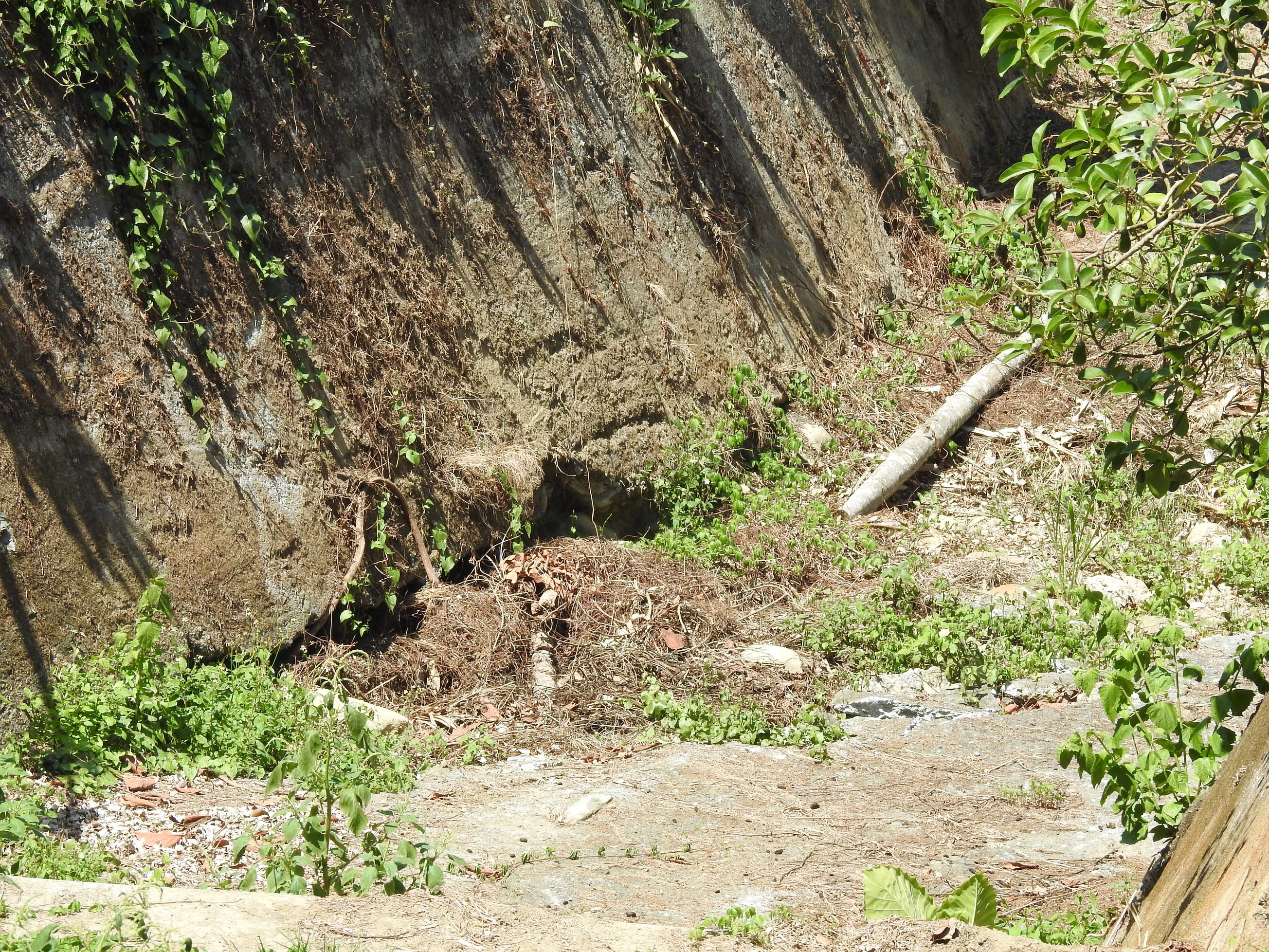 相關圖片4-水里集集四處排水、道路淘空、破損危險 林縣長會勘解民瘼