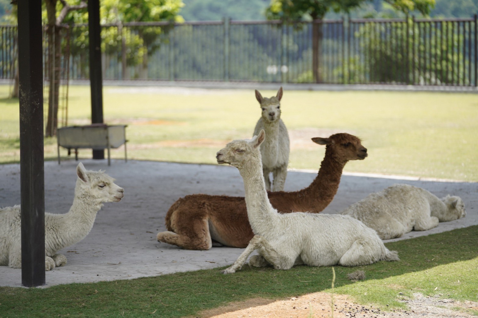 other image3-JOJOZOO PARK Visitor Center opens, over 5,000 people rush in to visit, July 24