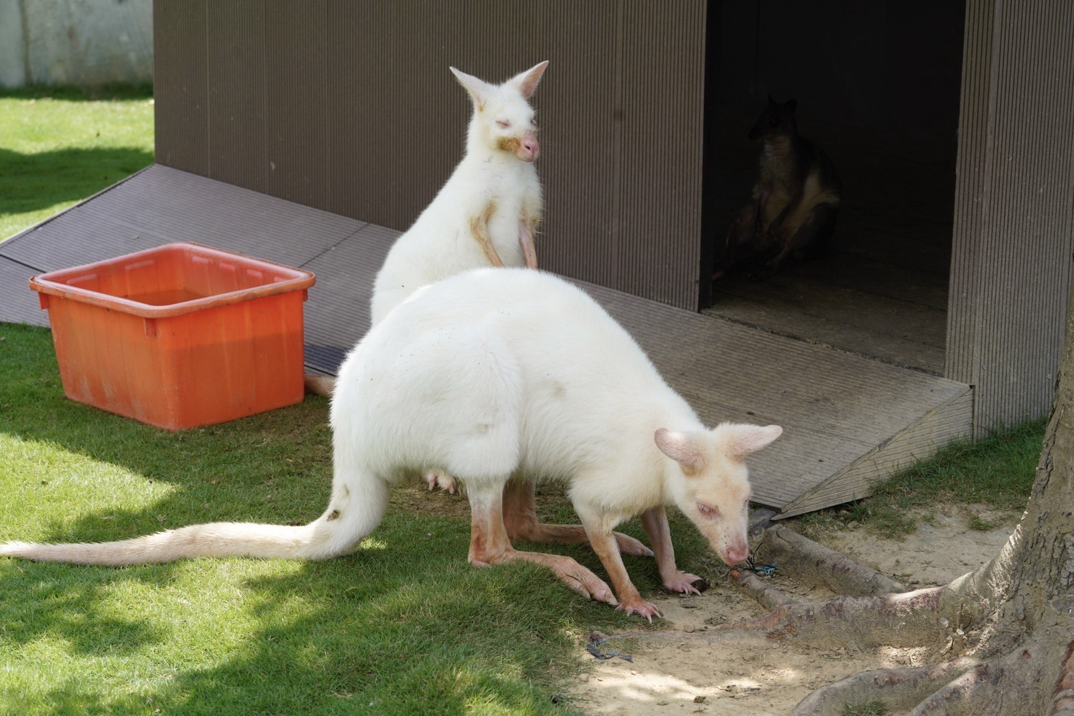 other image4-JOJOZOO PARK Visitor Center opens, over 5,000 people rush in to visit, July 24