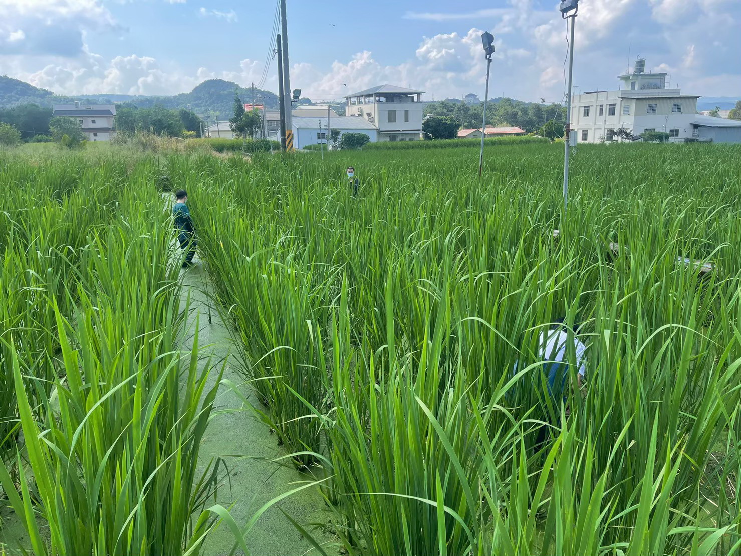 (開新視窗)連至 茭白筍田白天現況 完整照片