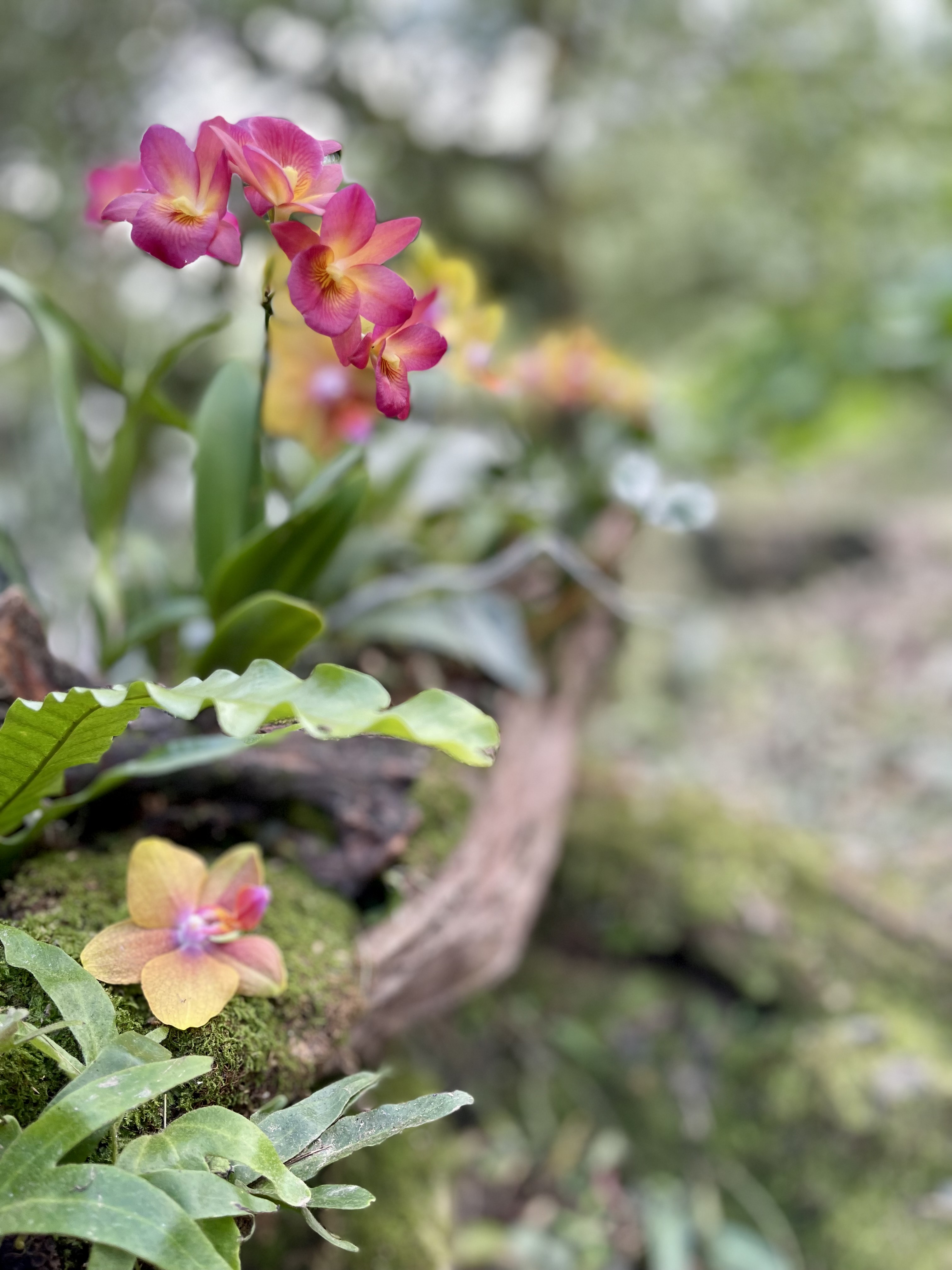 文章圖片-繁華與真淳-花與茶的對話展