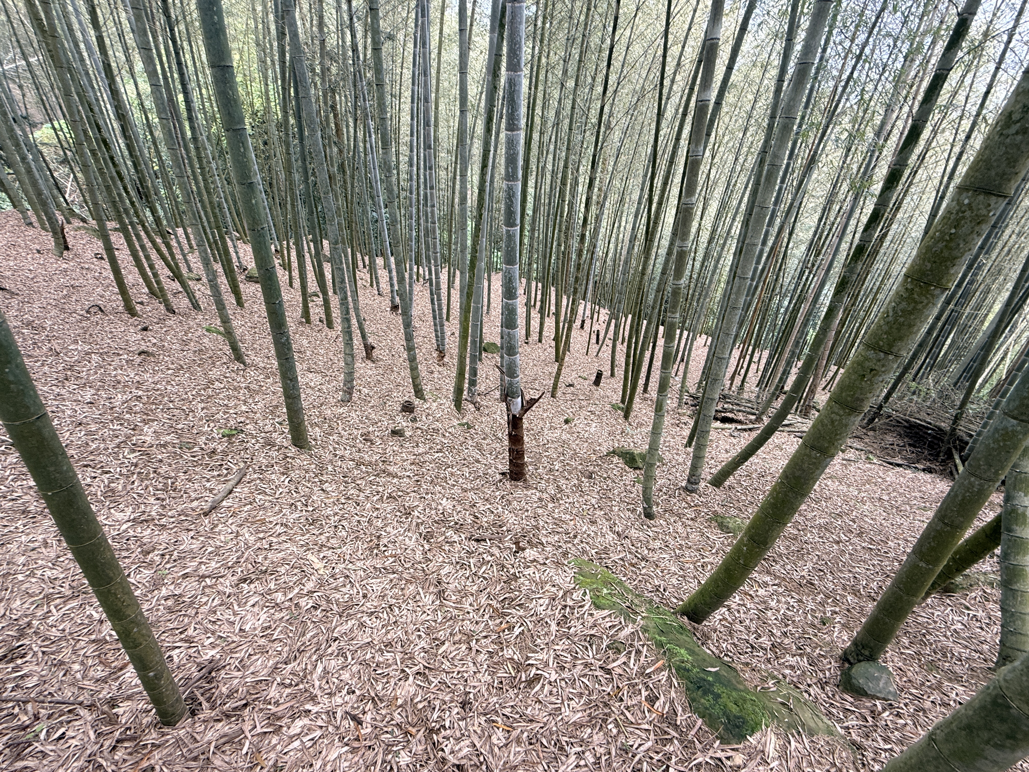 圖片-1-2月乾旱造成本縣非屬森林副產物之竹筍（孟宗竹）     農作物災損農業部同意辦理現金救助