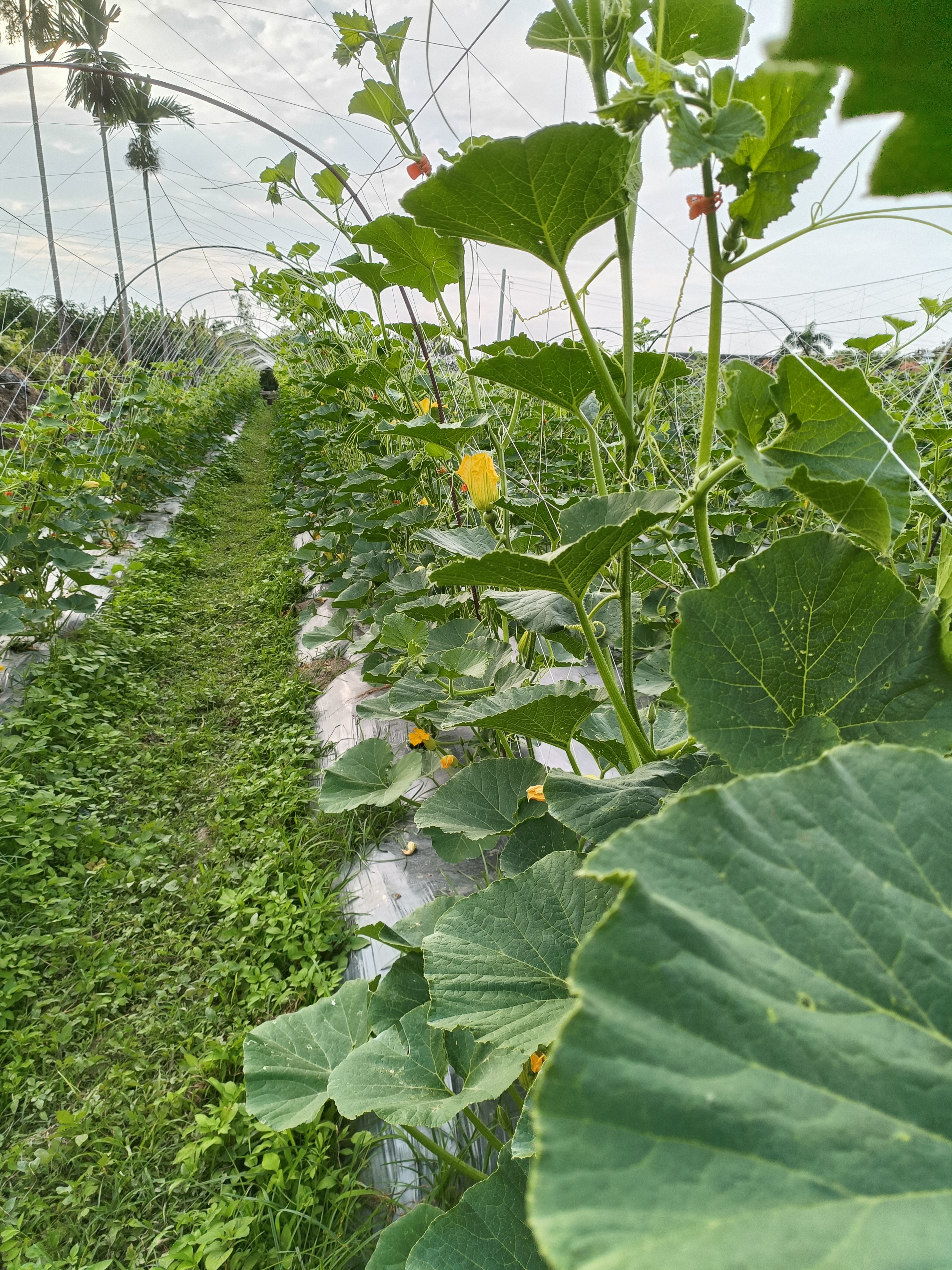文章圖片-草屯鎮－農田與餐的距離
