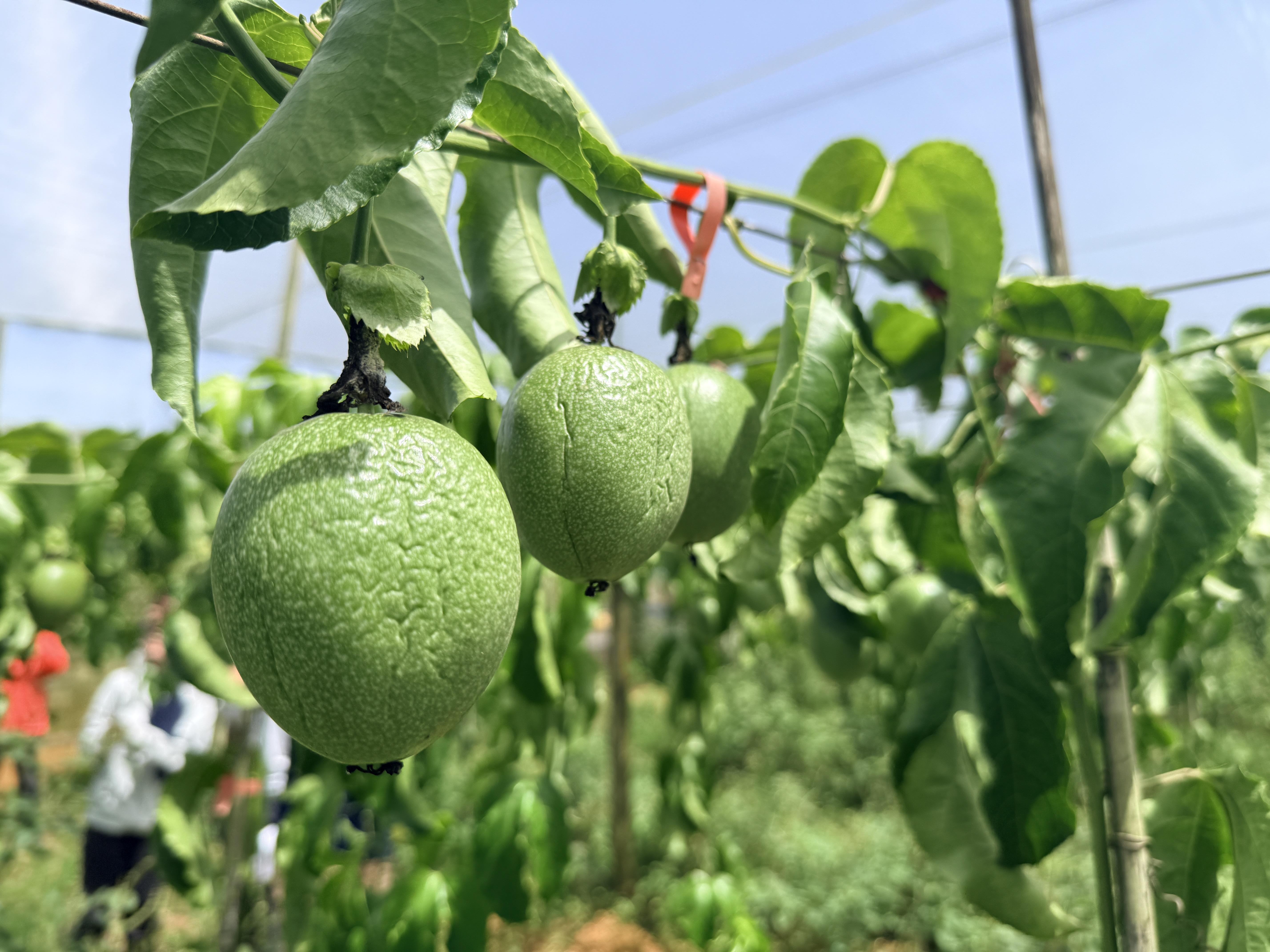 文章圖片-7月上旬高溫造成本縣百香果農作物災損 農業部同意辦理現金救助