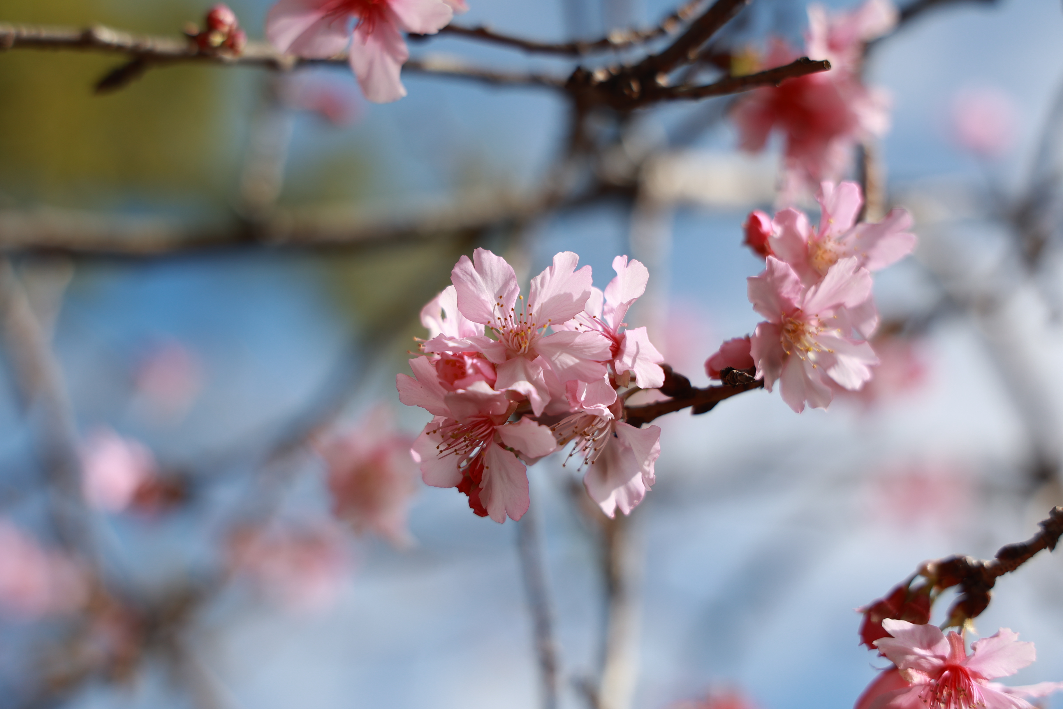 other image3-Lugu “Cherry Blossom & Winter Bamboo Shoot Festival” Opens – Enjoy Blossoms, Bamboo Shoots, and Hot Springs in Nantou. Jan 24th