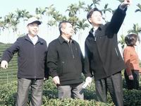 圖片-本縣寒害茶農可申請補助、低利貸款與復耕技術指導