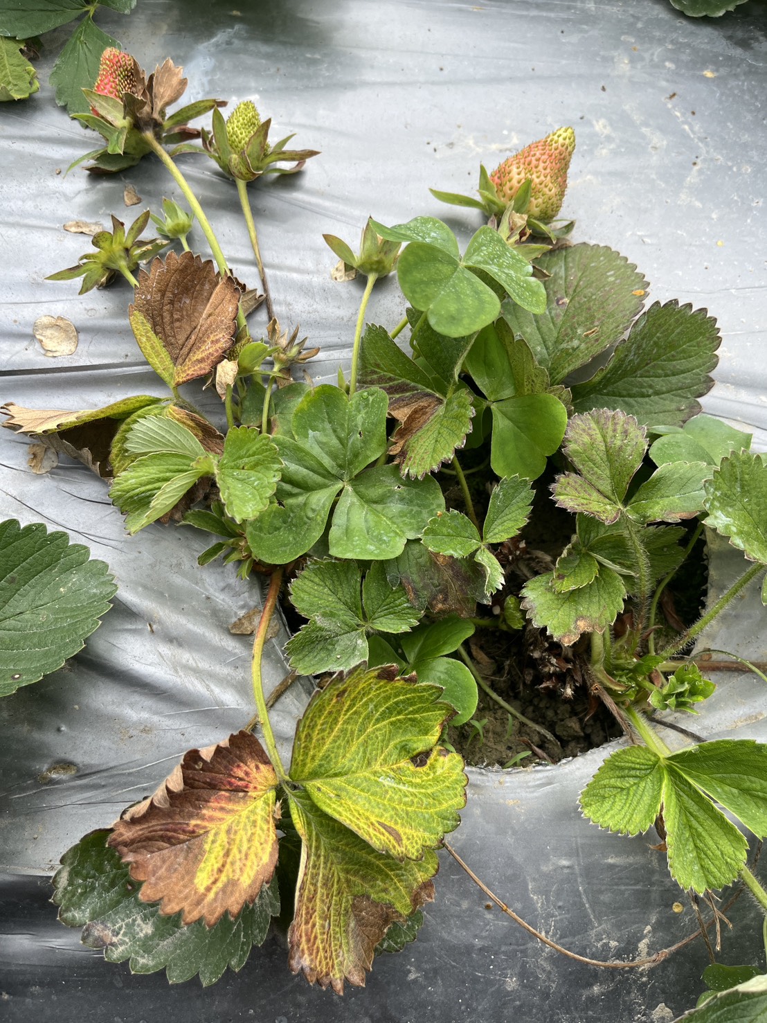 文章圖片-2月霪雨造成國姓鄉草莓災損 農業部同意辦理現金救助