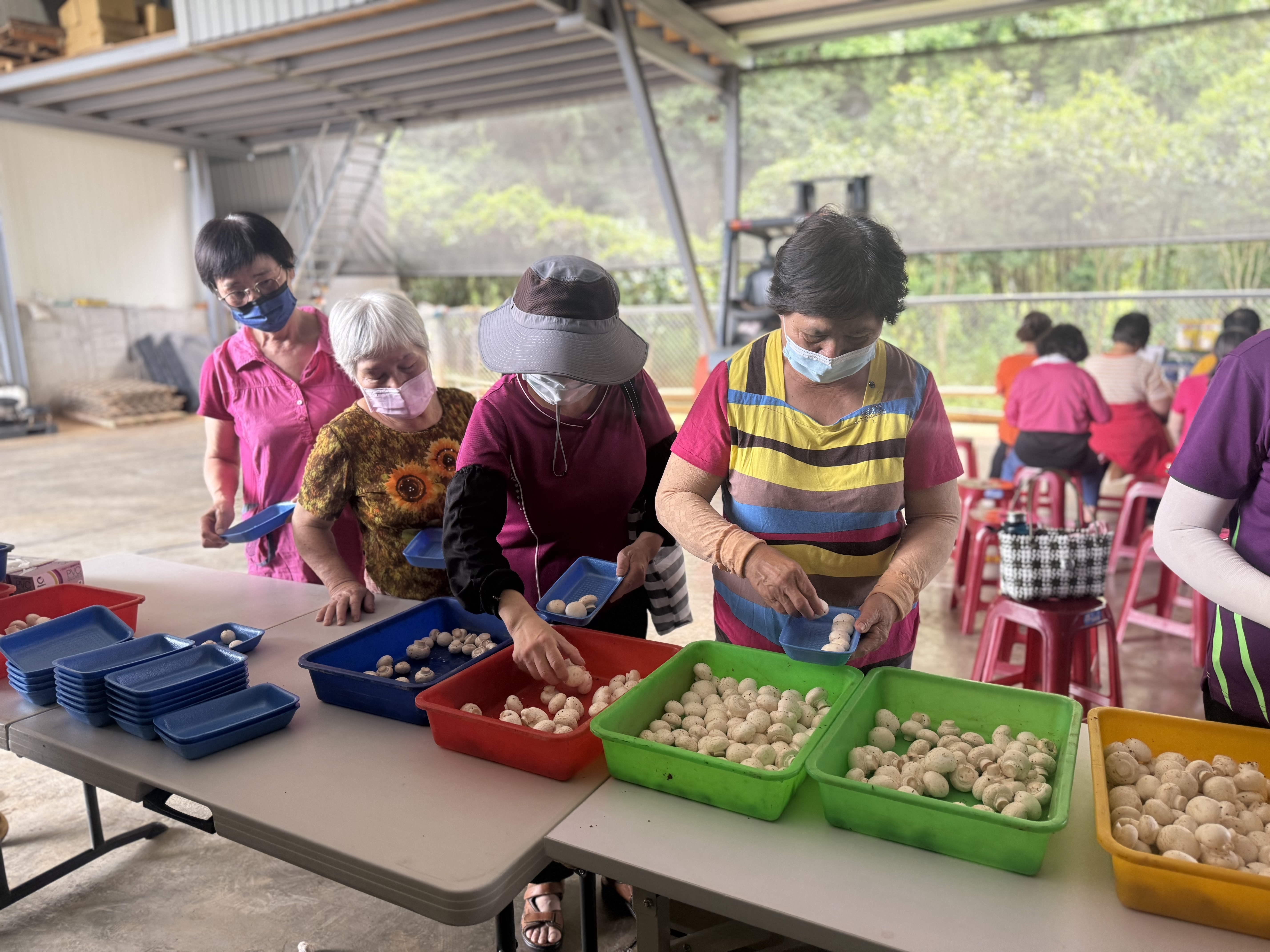 文章圖片-集集鎮－明興農場