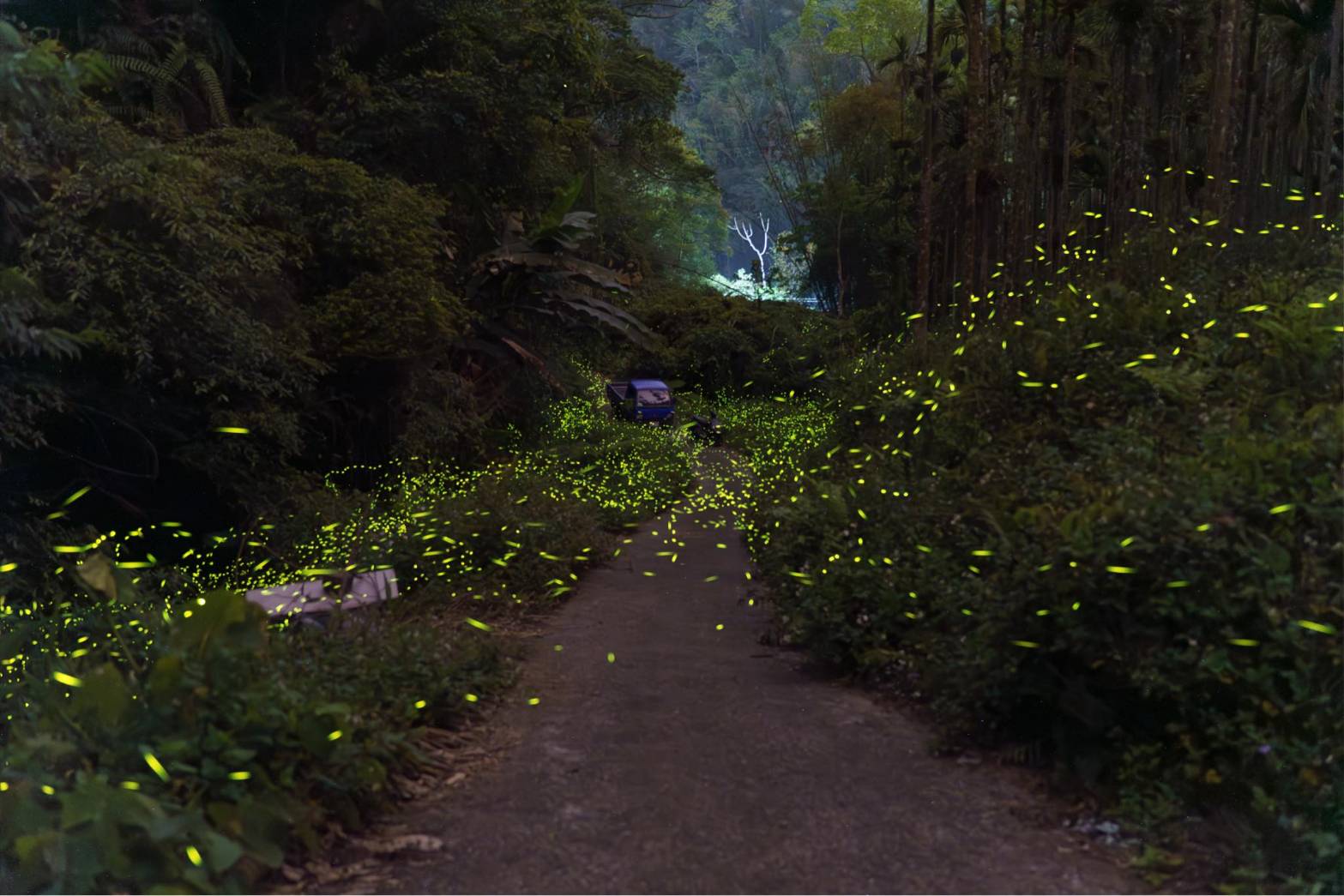 相關圖片8-「2026信義鄉螢火蟲季—螢火之光．遇見潭南」開幕  許縣長邀請遊客走訪南投四大賞螢區體驗「地上的銀河」