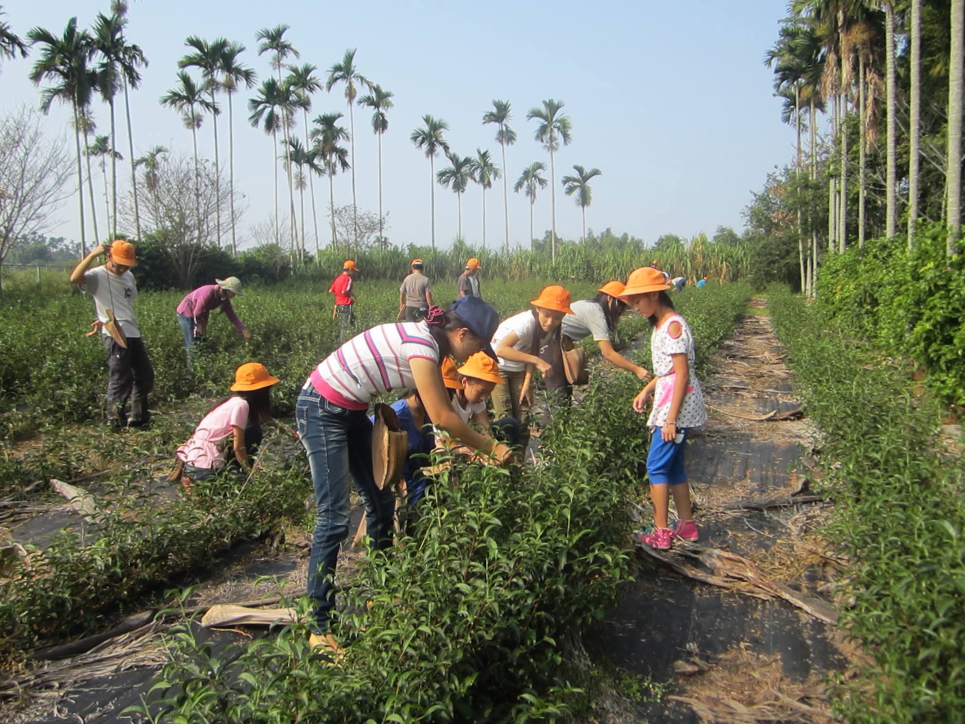 文章圖片-南投市－紅土咖啡