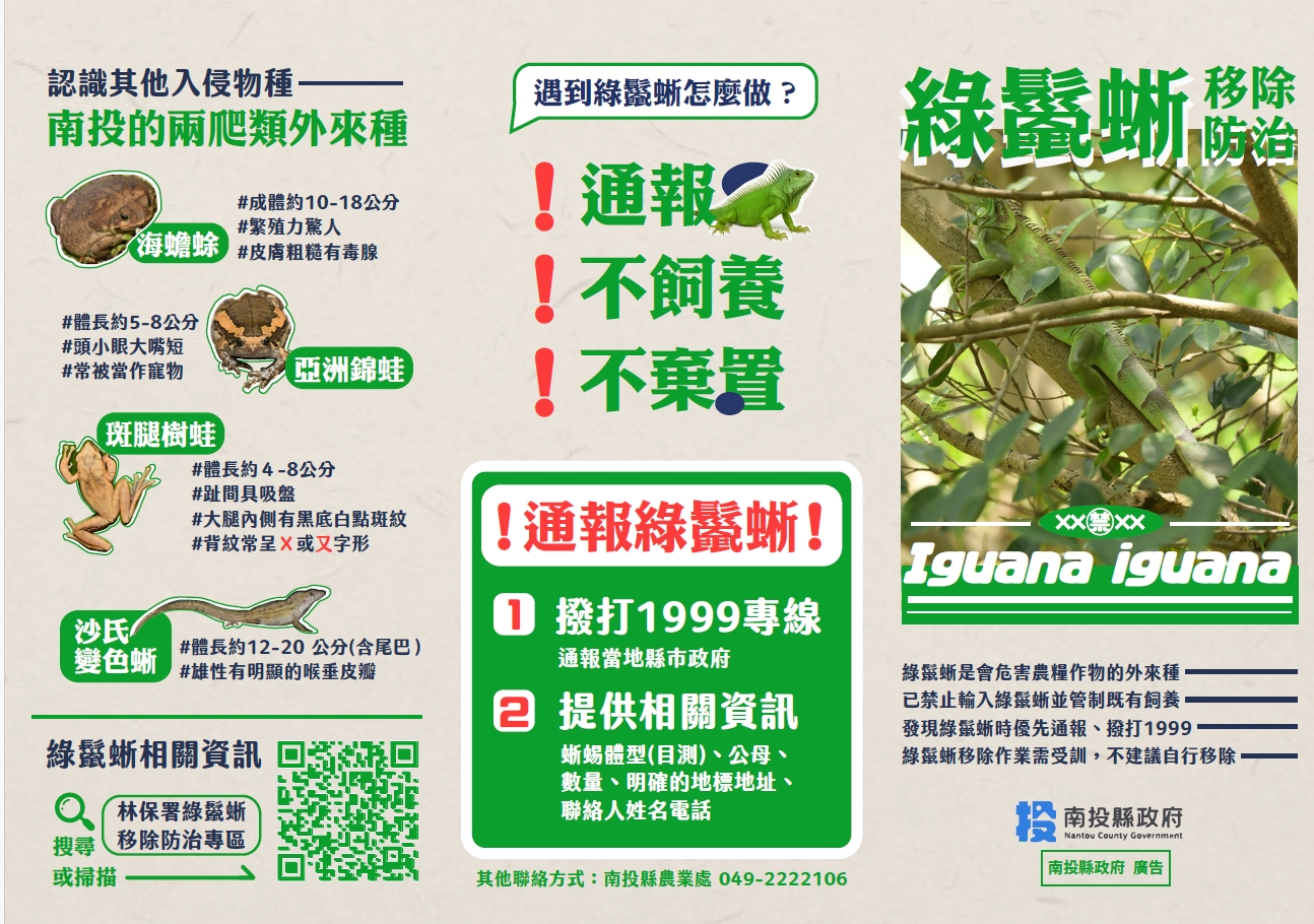 相關圖片1-生態守護公告：發現「綠鬣蜥」請通報！