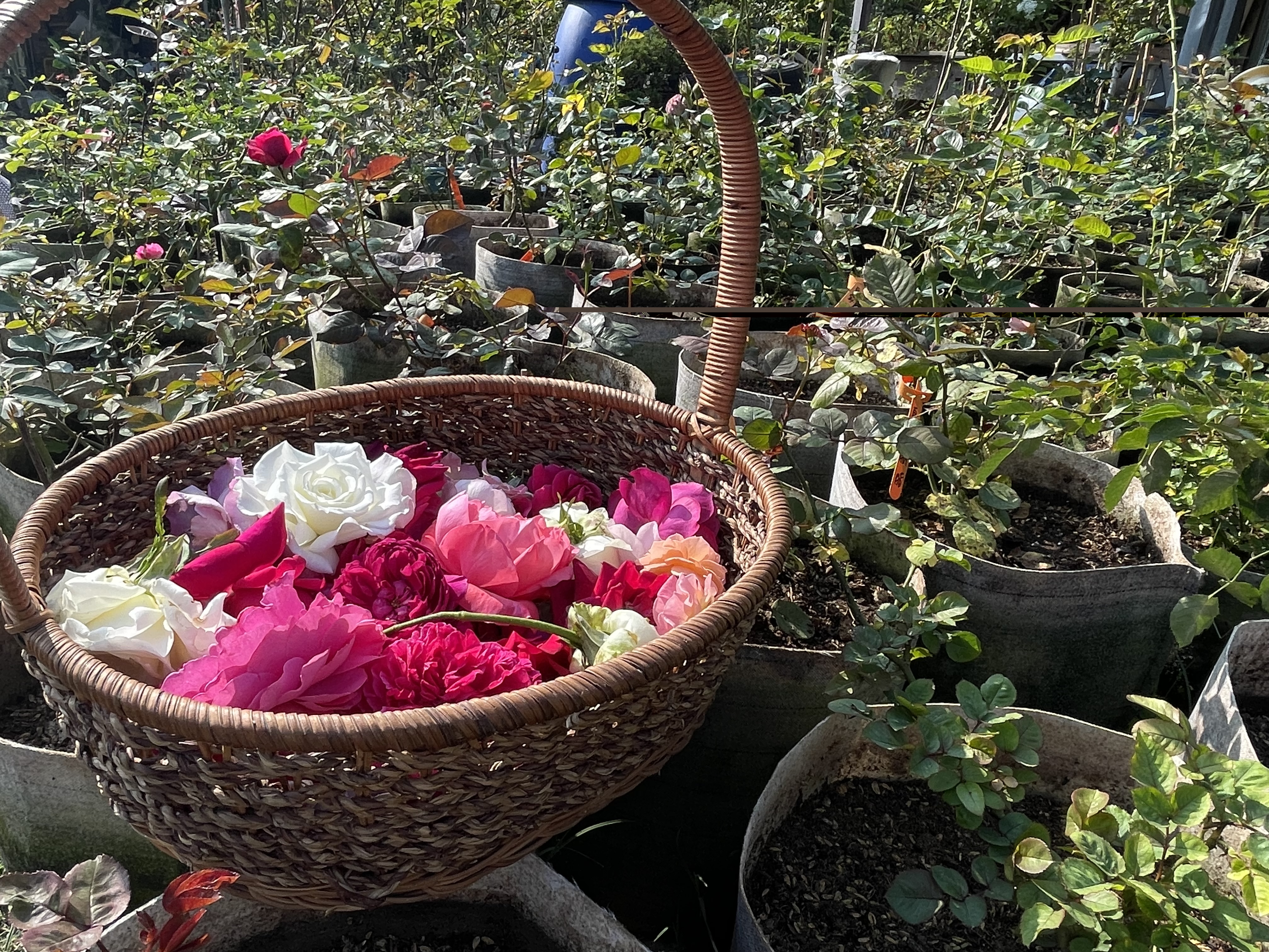 文章圖片-國姓鄉－夏安居森林有機玫瑰