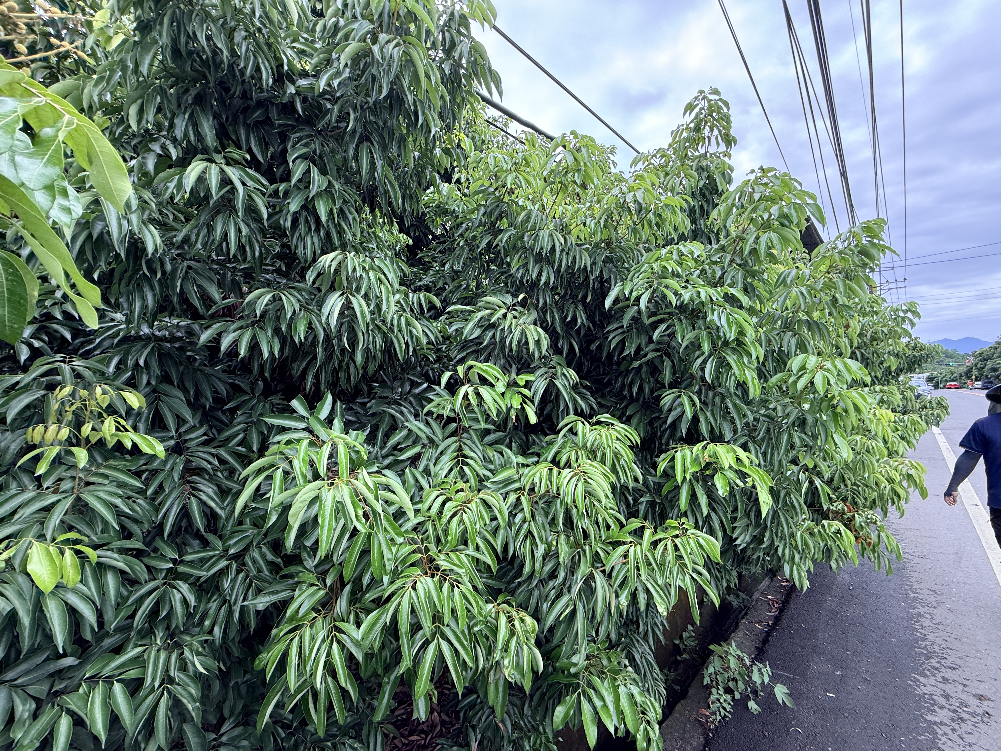 文章圖片-3月乾旱造成本縣糯米荔枝農作物災損 農業部同意辦理現金救助