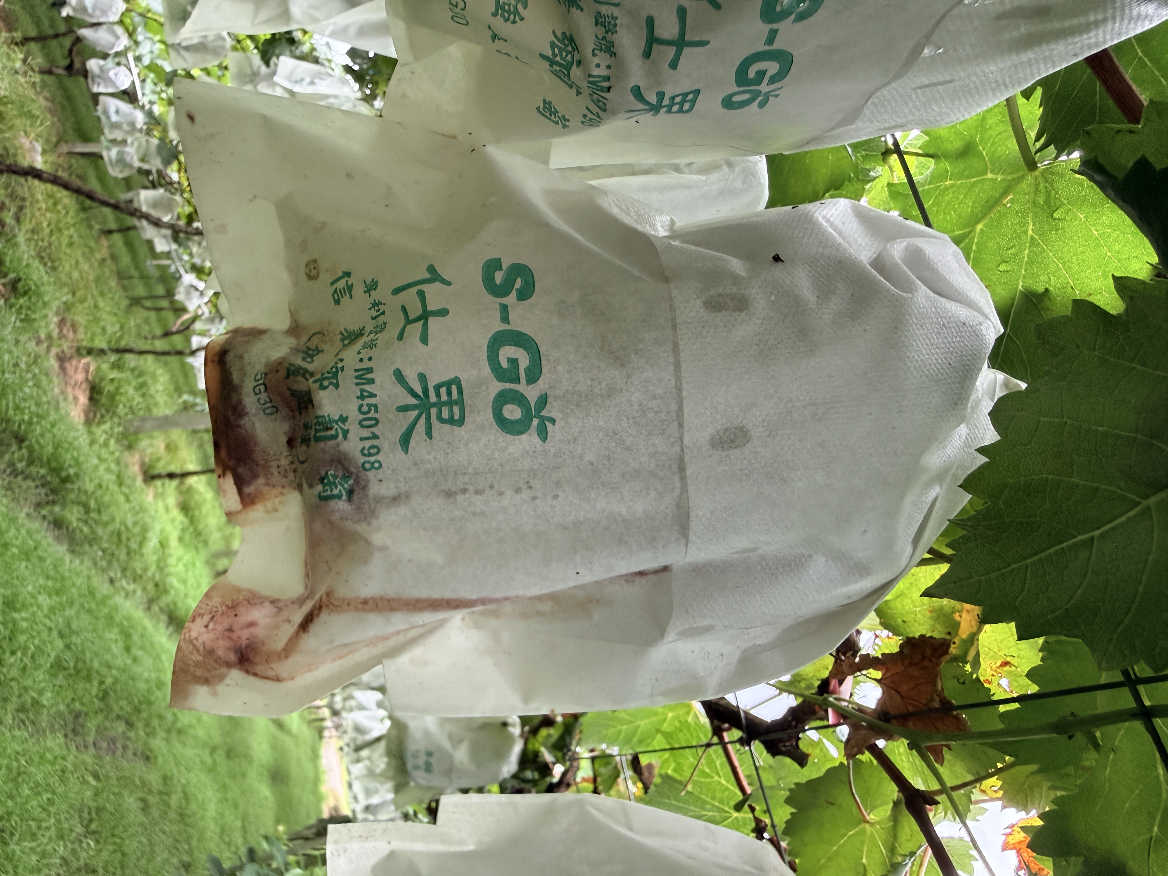 文章圖片-0608豪雨造成本縣巨峰葡萄農作物災損 農業部同意辦理現金救助