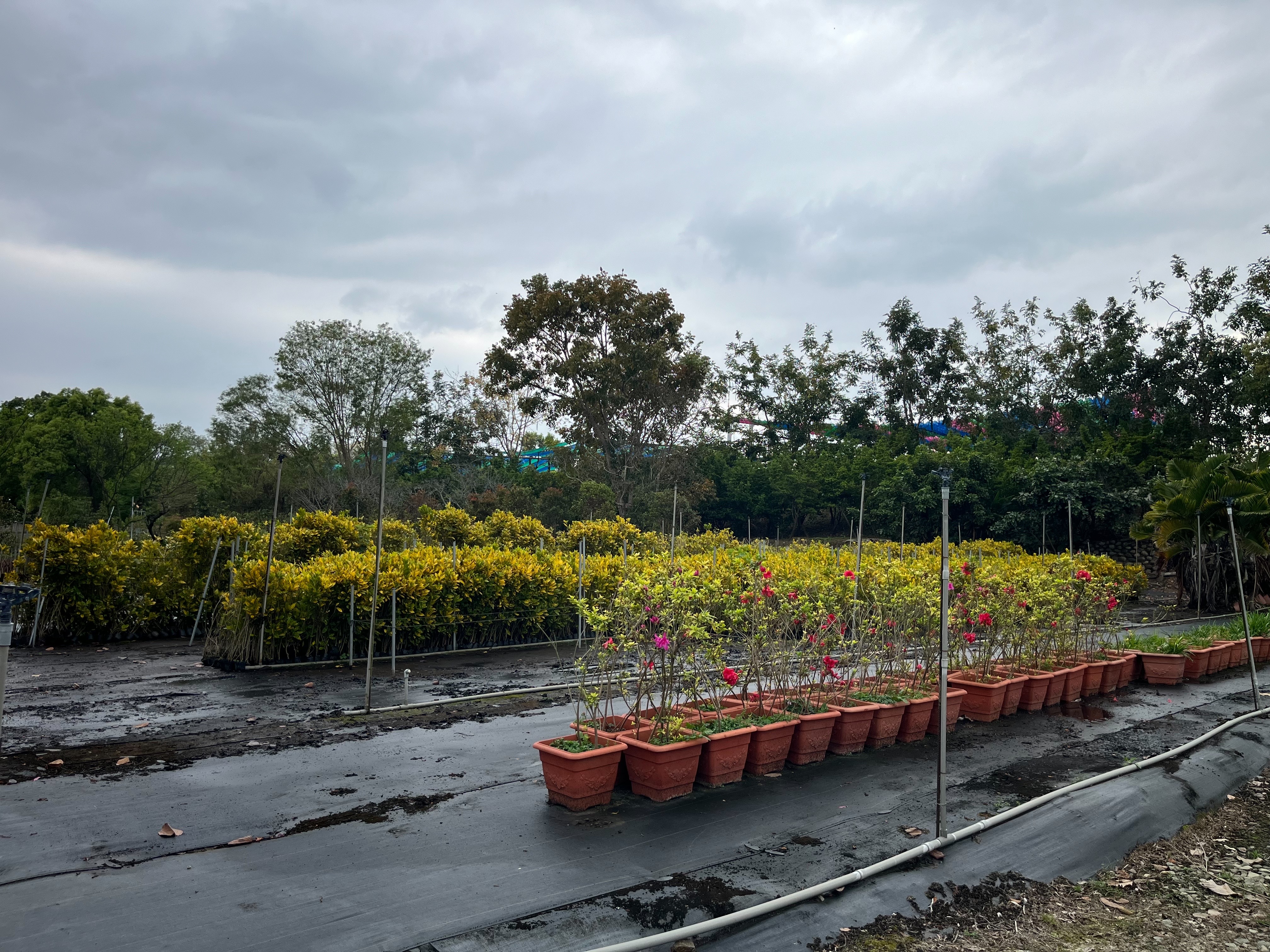 文章圖片-響應植樹造林綠化月活動　無償提供苗木申請種植