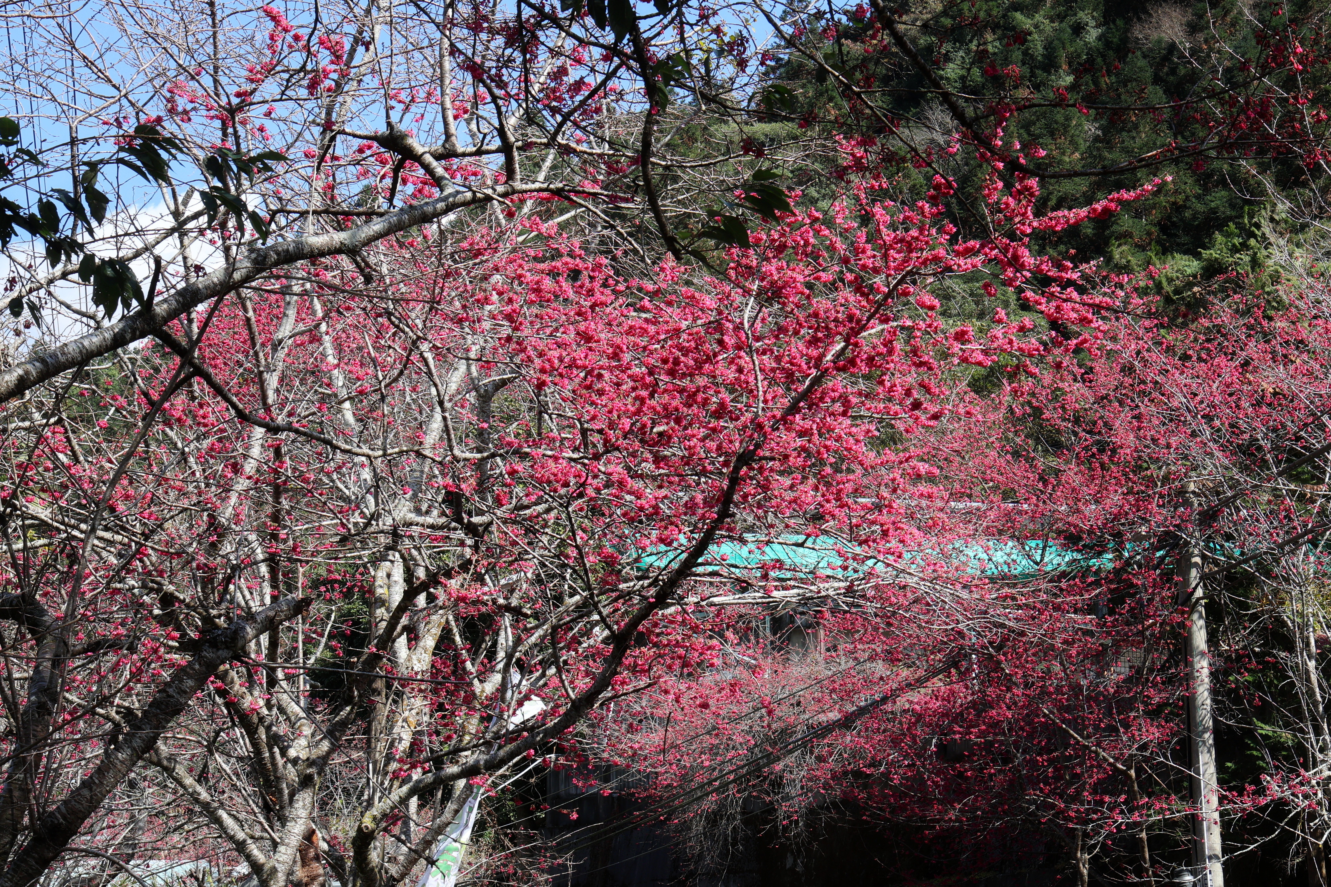 相關圖片7-最美茶鄉櫻花季登場！信義草坪頭4,000棵櫻花迎賓 縣長許淑華邀您春節來南投賞花、泡湯、看燈會