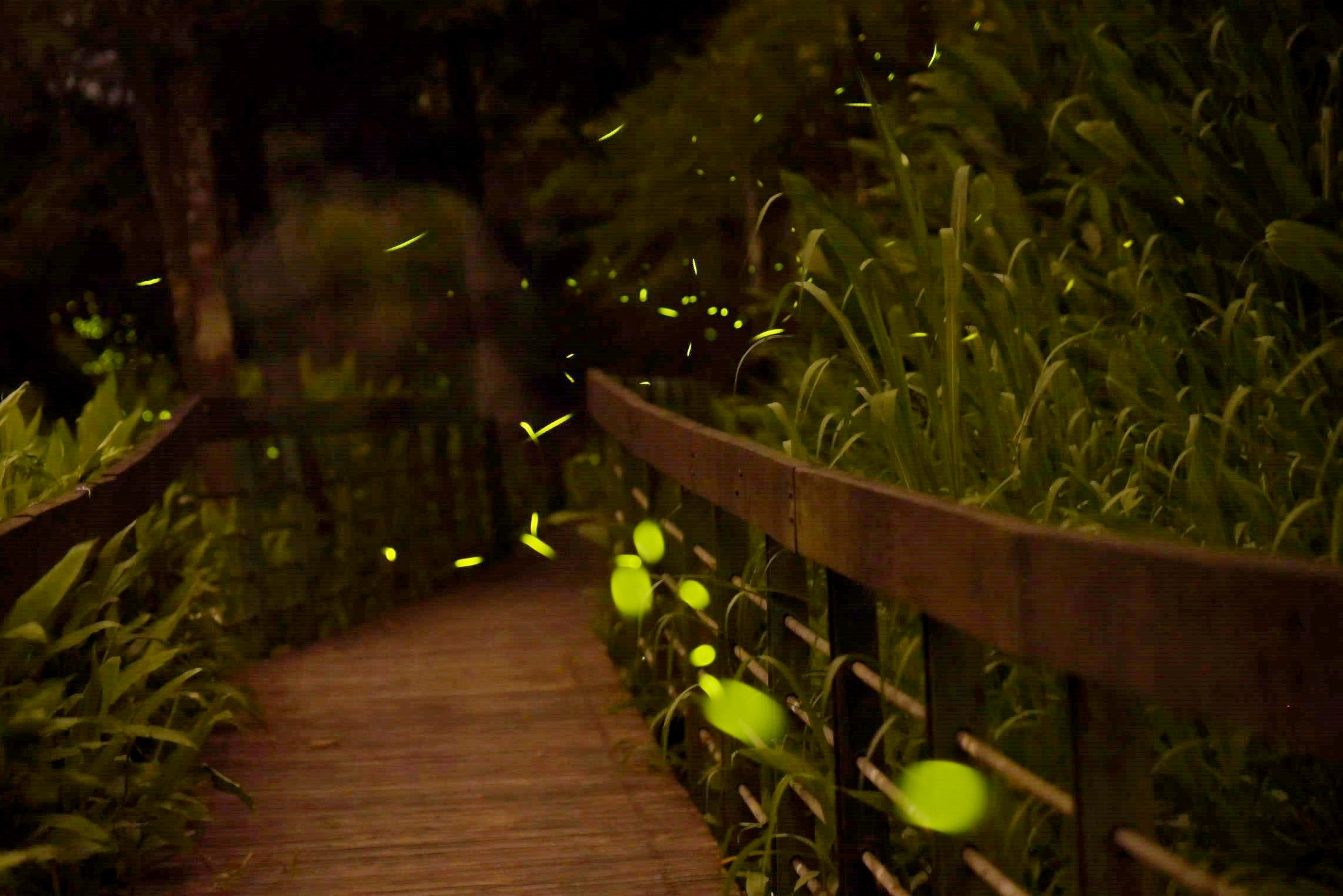 相關圖片8-2026南投螢火蟲季啟動 4大賞螢區點亮春夏「夢幻螢河」