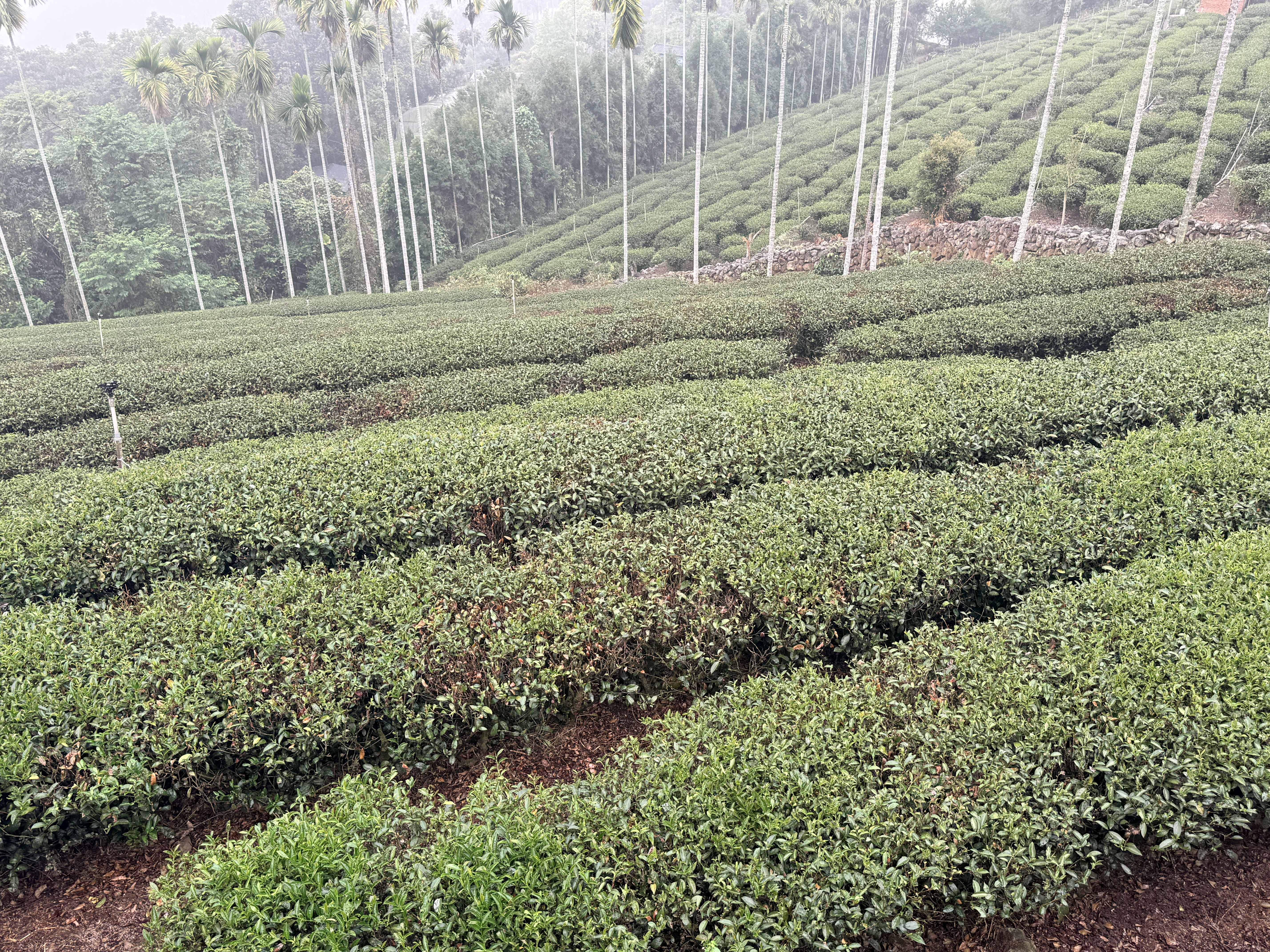 文章圖片-1-2月乾旱造成本縣茶(仁愛鄉除外)農作物災損 農業部同意辦理現金救助