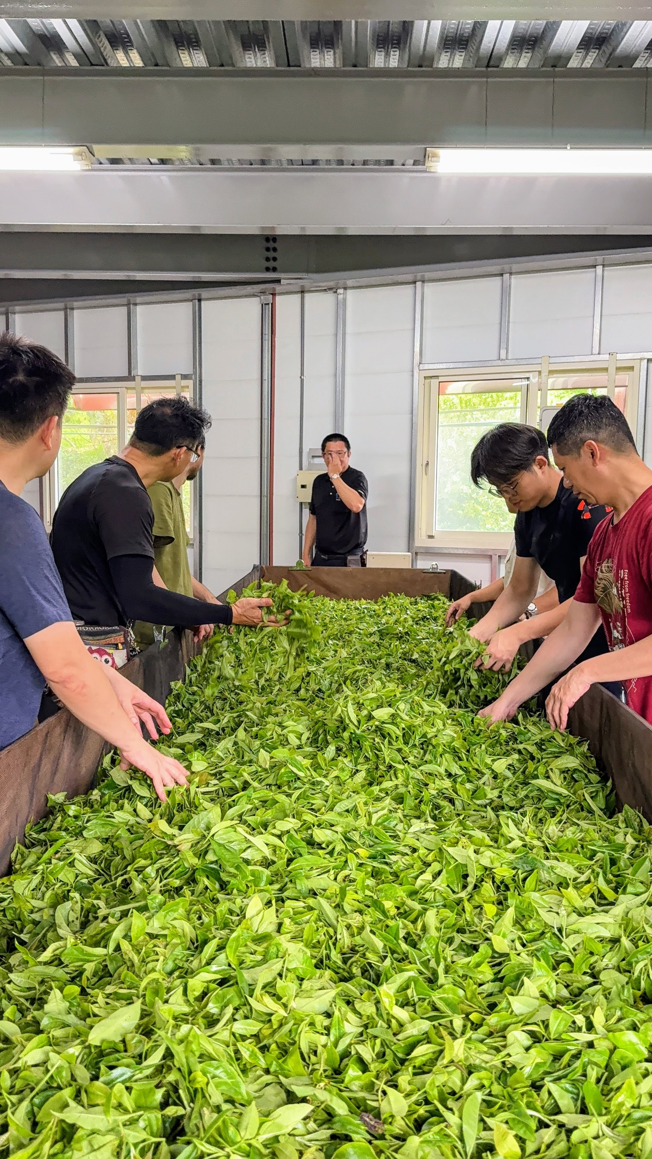 文章圖片-魚池鄉－國芳茗茶