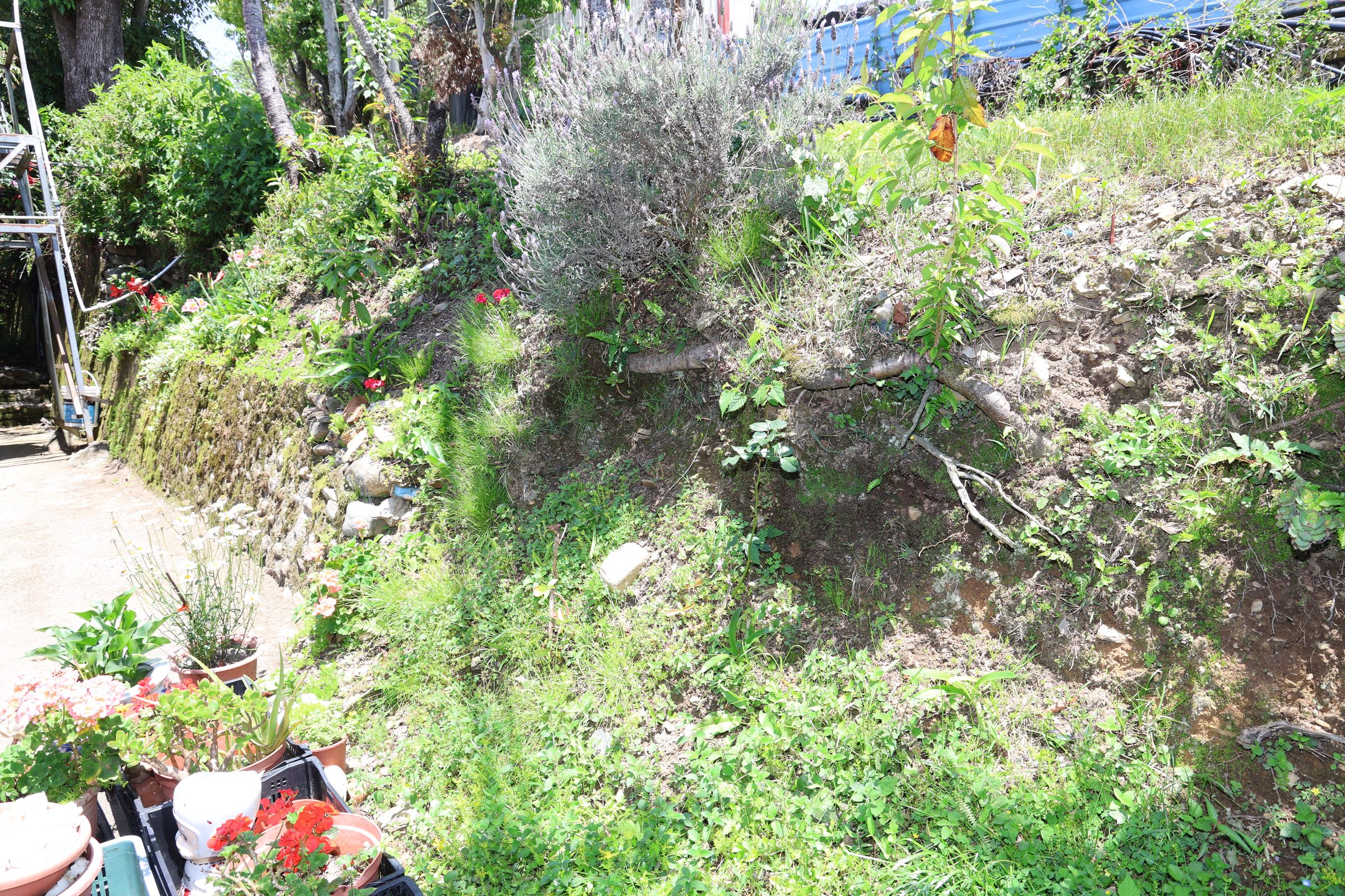 相關圖片4-許縣長會勘仁愛簽核25件逾4千萬元改善工程  投89線14K新闢截彎取直高架橋爭取中央逾3億元補助