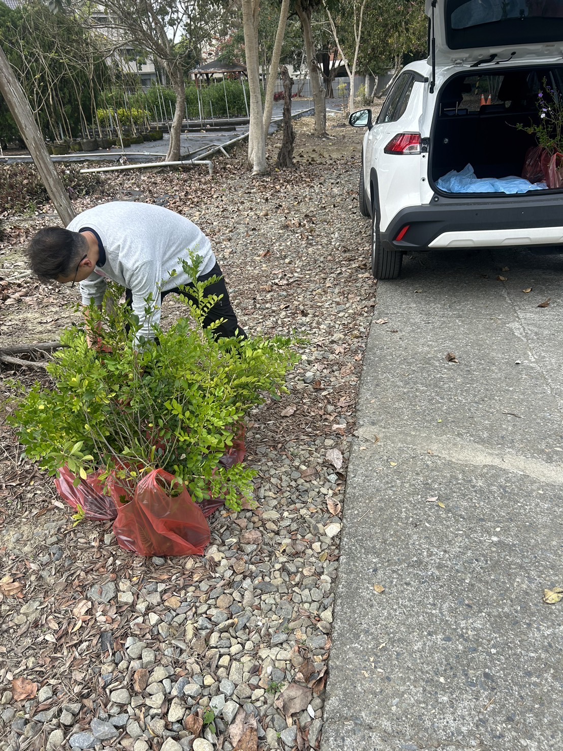 相關圖片1-響應植樹造林綠化月活動 無償提供苗木申請種植