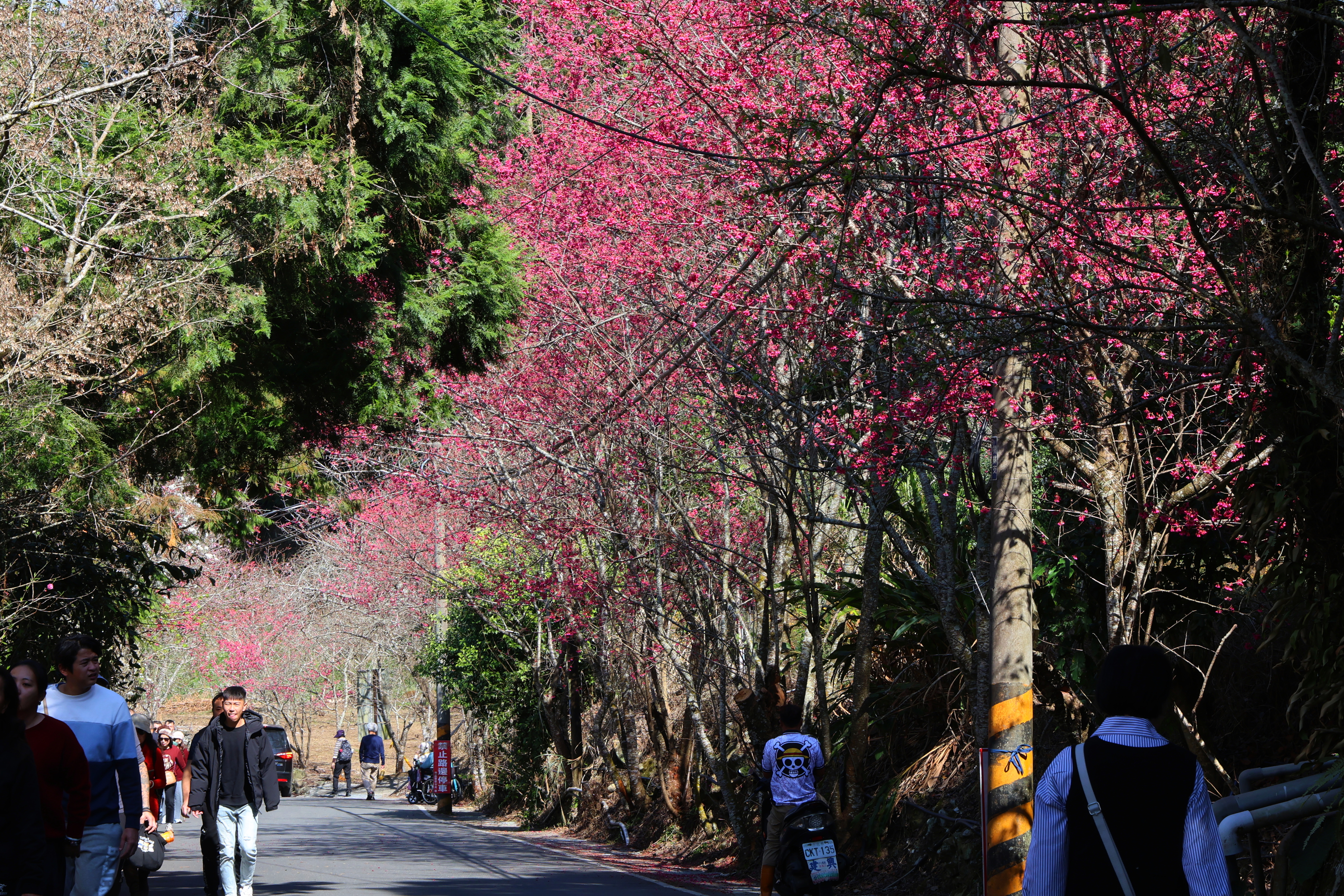 相關圖片8-最美茶鄉櫻花季登場！信義草坪頭4,000棵櫻花迎賓 縣長許淑華邀您春節來南投賞花、泡湯、看燈會