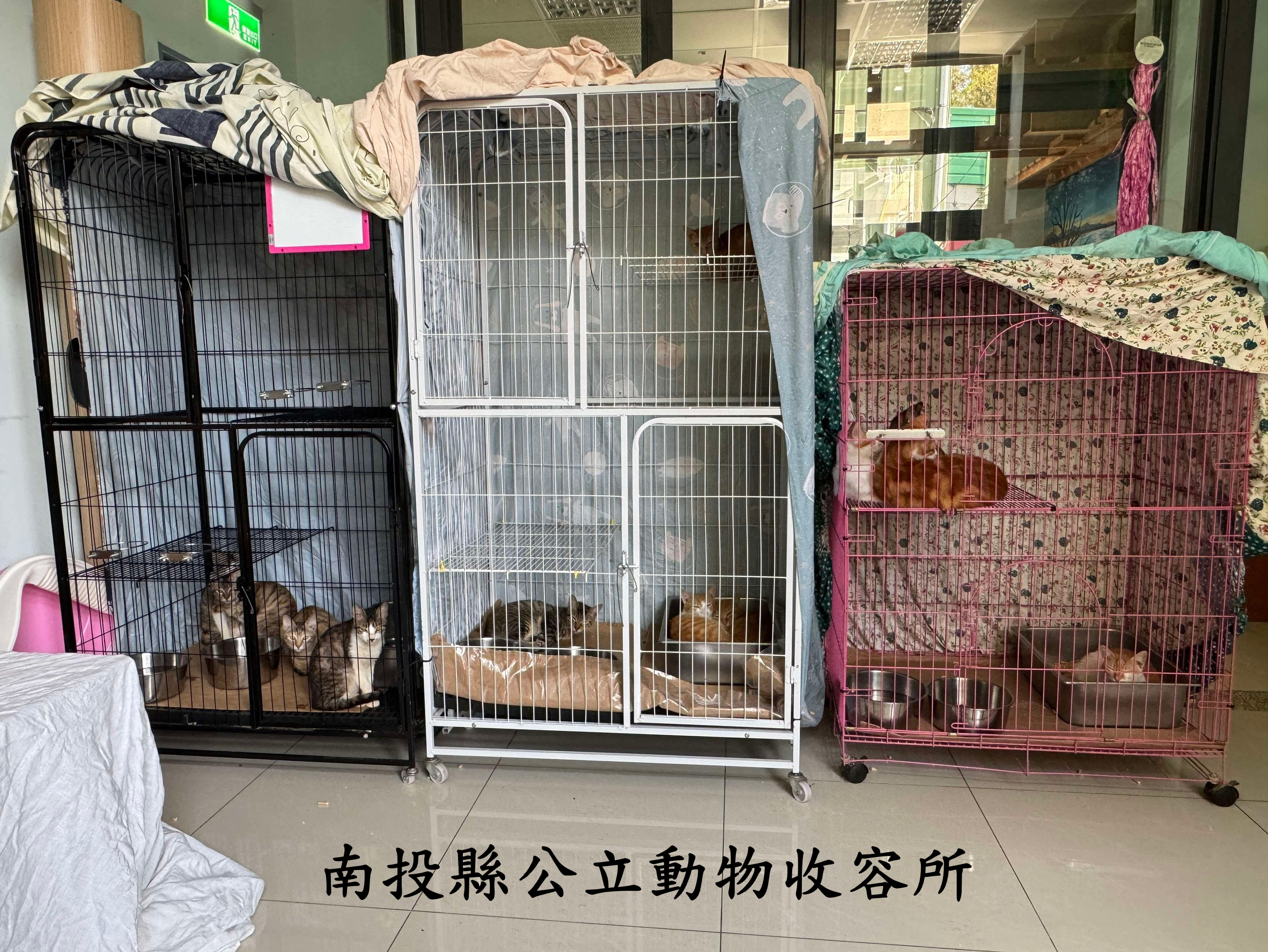 相關圖片4-勿受騙!假借動保名義飼養不當虐待動物 陳O名(Andy)已列為禁止飼養黑名單
